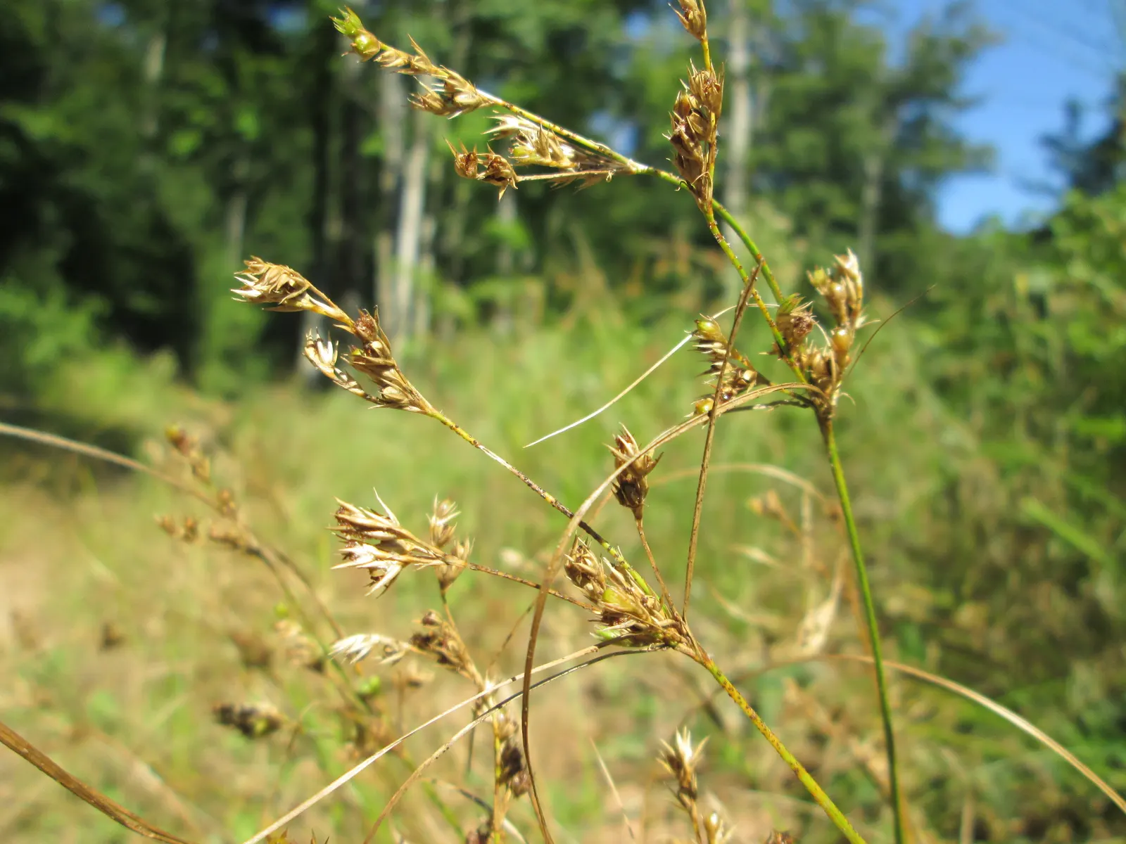 Poverty Rush (Juncus Tenuis) — It thrives in USDA zones 4-9, reaching heights of 10-30 inches with slender stems; making it an ideal selection for, image 46