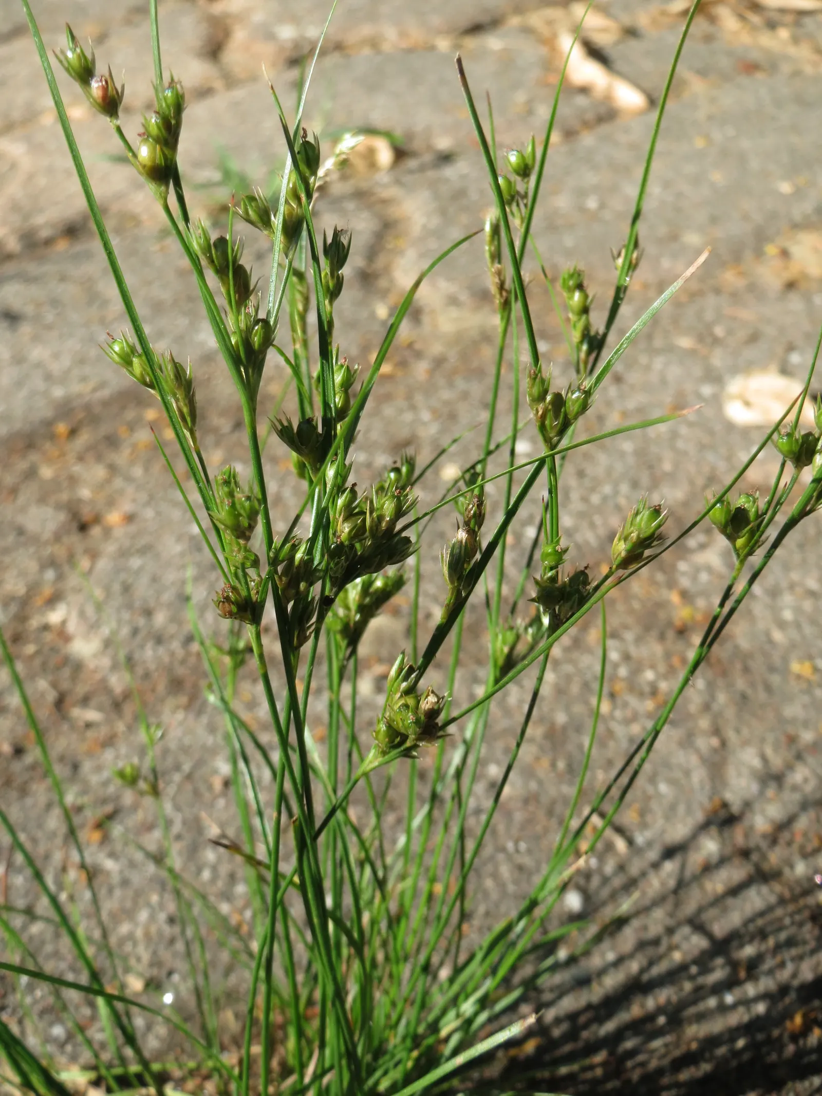 Poverty Rush (Juncus Tenuis) — grass for full or half or shade