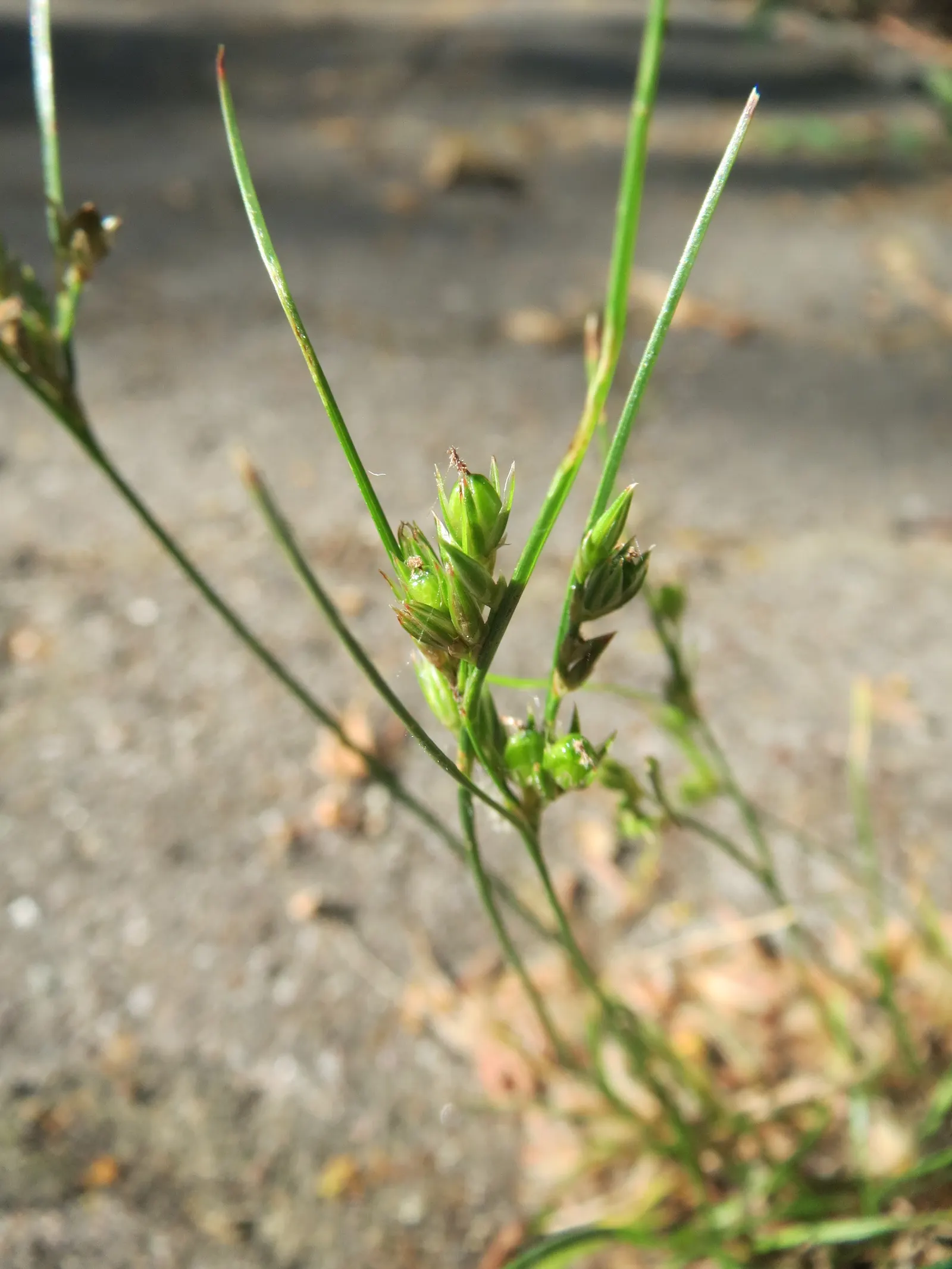 Poverty Rush (Juncus Tenuis) — Juncus tenuis, commonly known as Poverty Rush, is a hardy perennial grass-like plant; inconspicuous brown flowers in, image 45