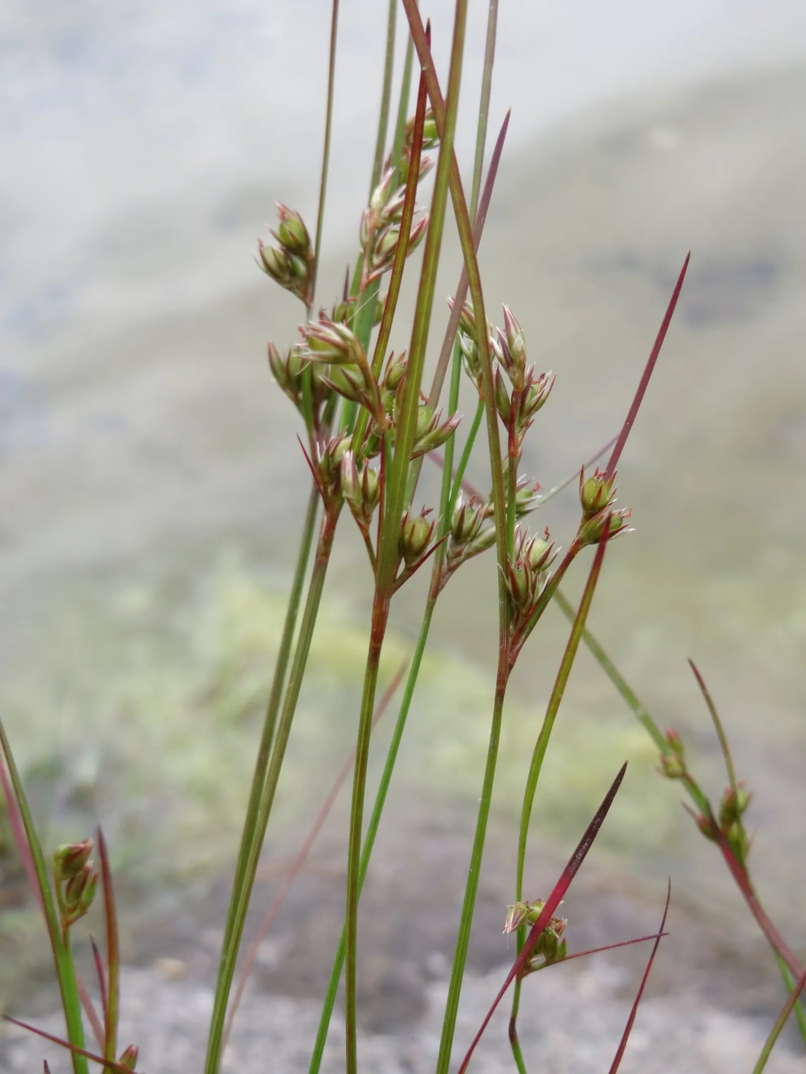 Poverty Rush (Juncus Tenuis) — inconspicuous brownish flowers in the summer; scientifically known as Juncus tenuis