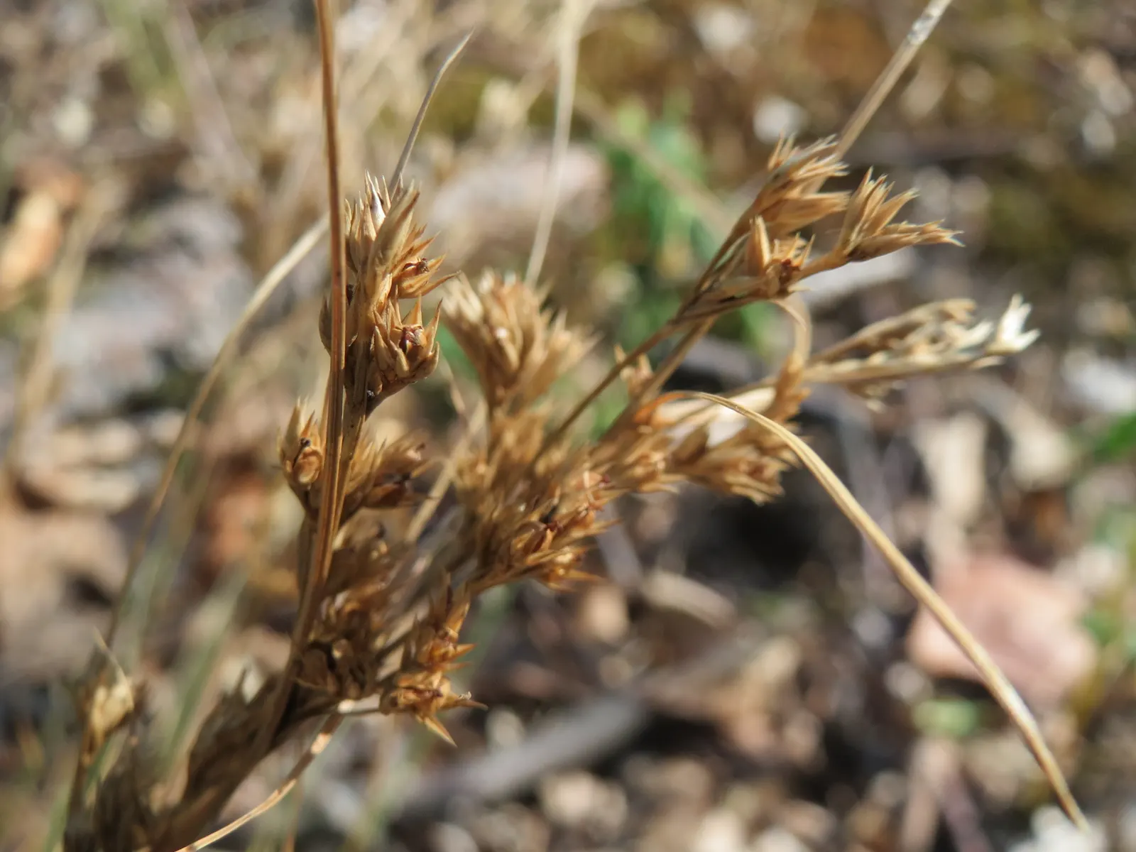 Poverty Rush (Juncus Tenuis) — scientifically known as Juncus tenuis