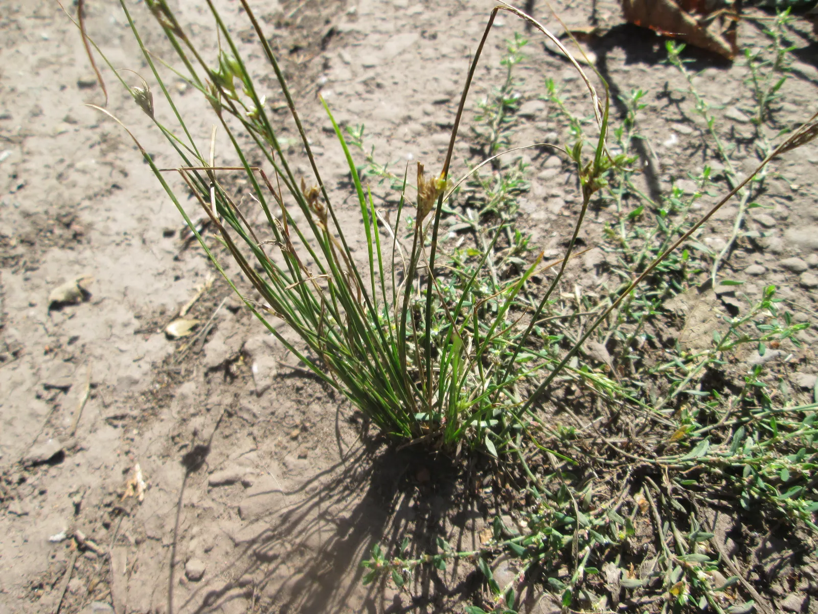 Poverty Rush (Juncus Tenuis) — ornamental grass-like plant that offers a low-maintenance and versatile option for your landscape design; making it a suitable