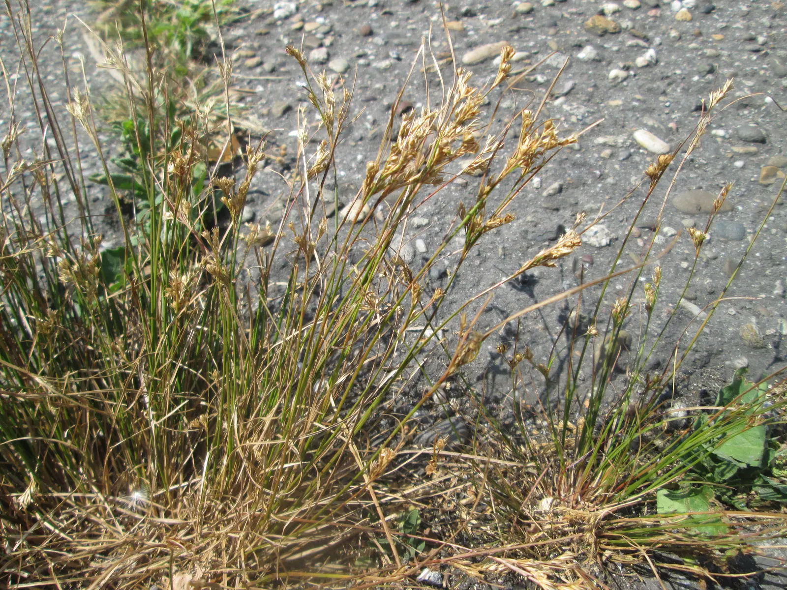 Poverty Rush (Juncus Tenuis) — yellow flowers in the garden; adding texture to garden edges, image 64
