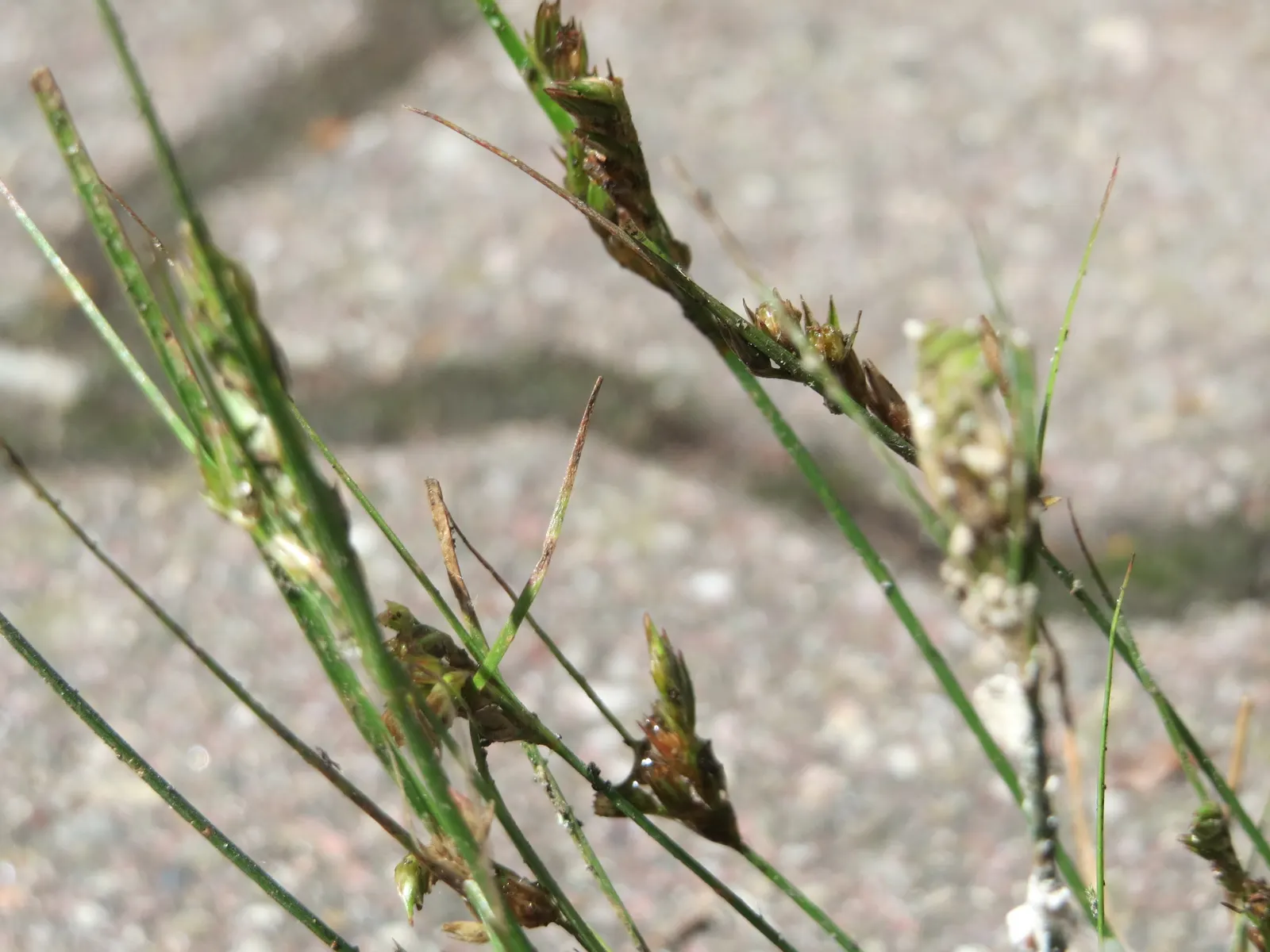 Poverty Rush (Juncus Tenuis) — inconspicuous brownish flowers in the summer