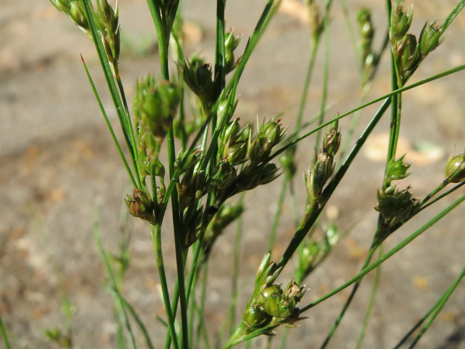 Poverty Rush (Juncus Tenuis) — minimal care requirements; provides excellent erosion control and is low maintenance, ideal for naturalistic designs