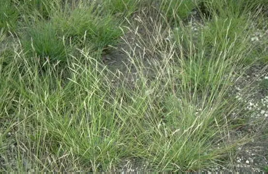 Poverty Rush (Juncus Tenuis) — Overall, Juncus tenuis is a reliable and environmentally beneficial addition to any green space; yellow flowers in, image 63