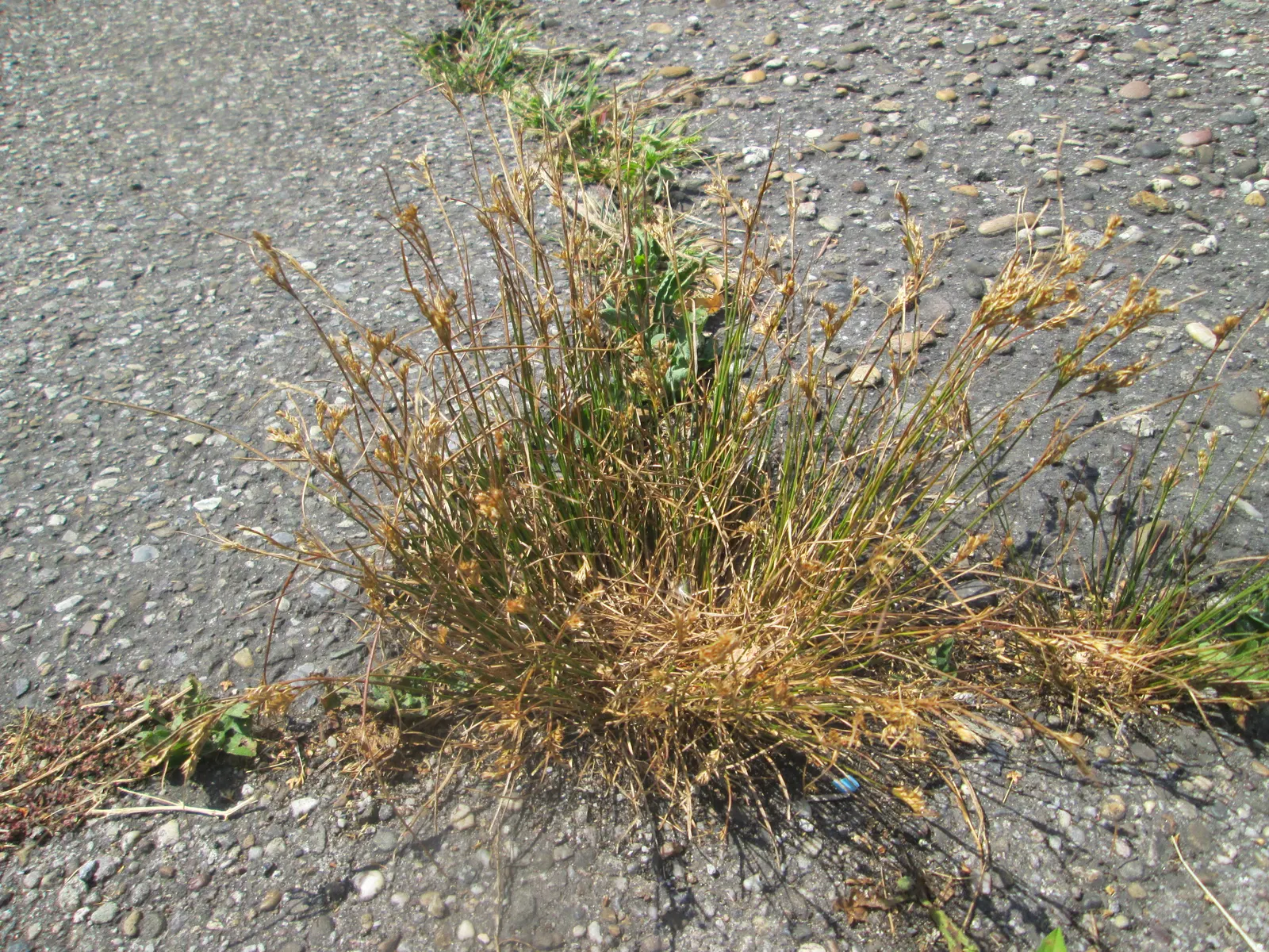 Poverty Rush (Juncus Tenuis) — and aesthetic contribution to their garden; reducing the need for chemical interventions.<br><br>For visual interest, image 62