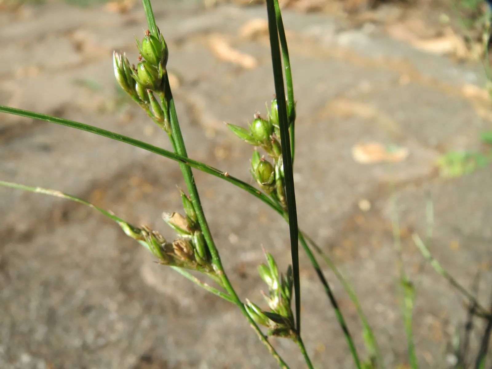 Poverty Rush (Juncus Tenuis) — reducing the need for chemical interventions.<br><br>For visual interest; grass for full or half or shade, image 57