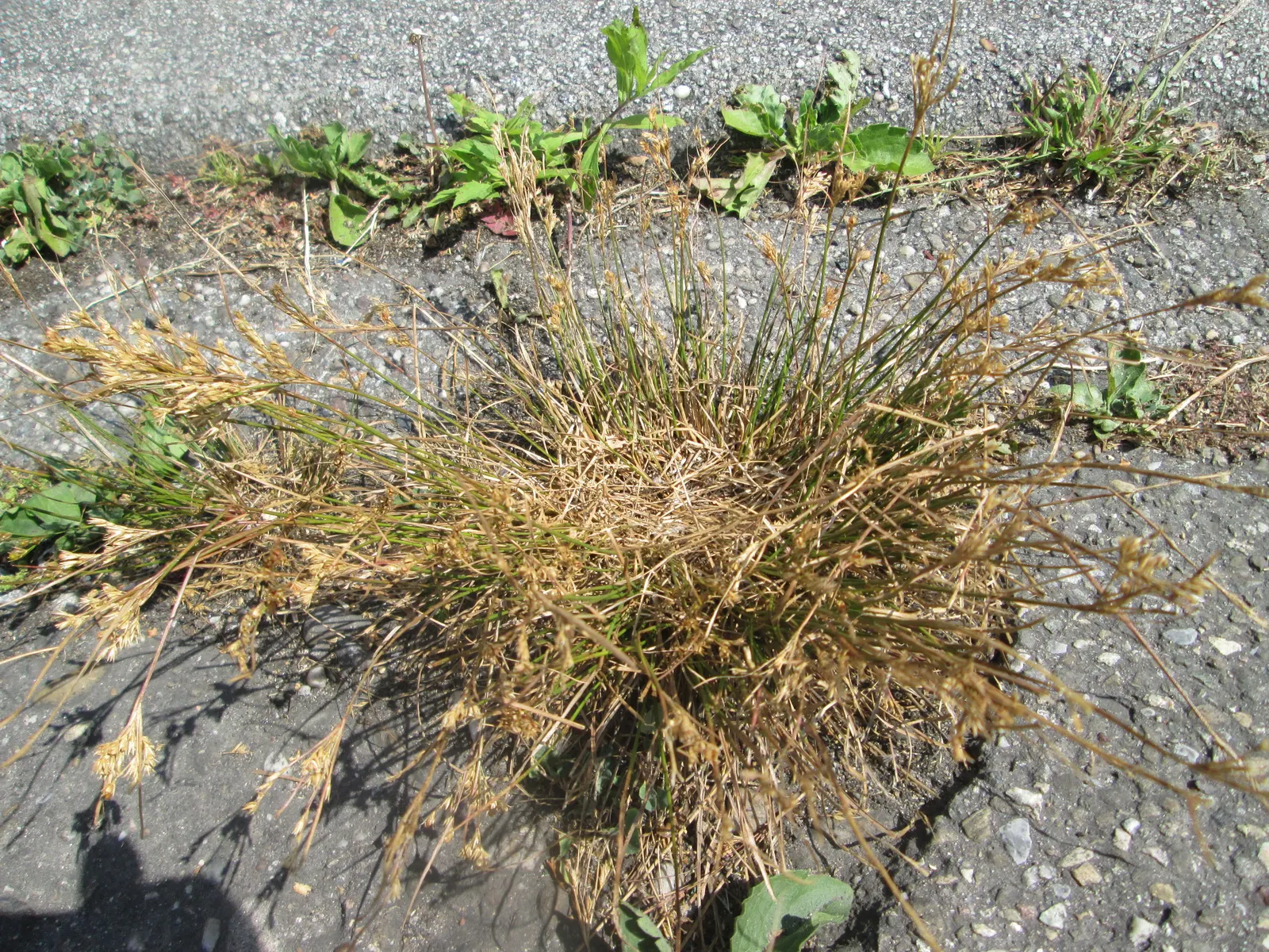 Poverty Rush (Juncus Tenuis) — it is essential to highlight the plant's resilience; grass with yellow blooms, image 60