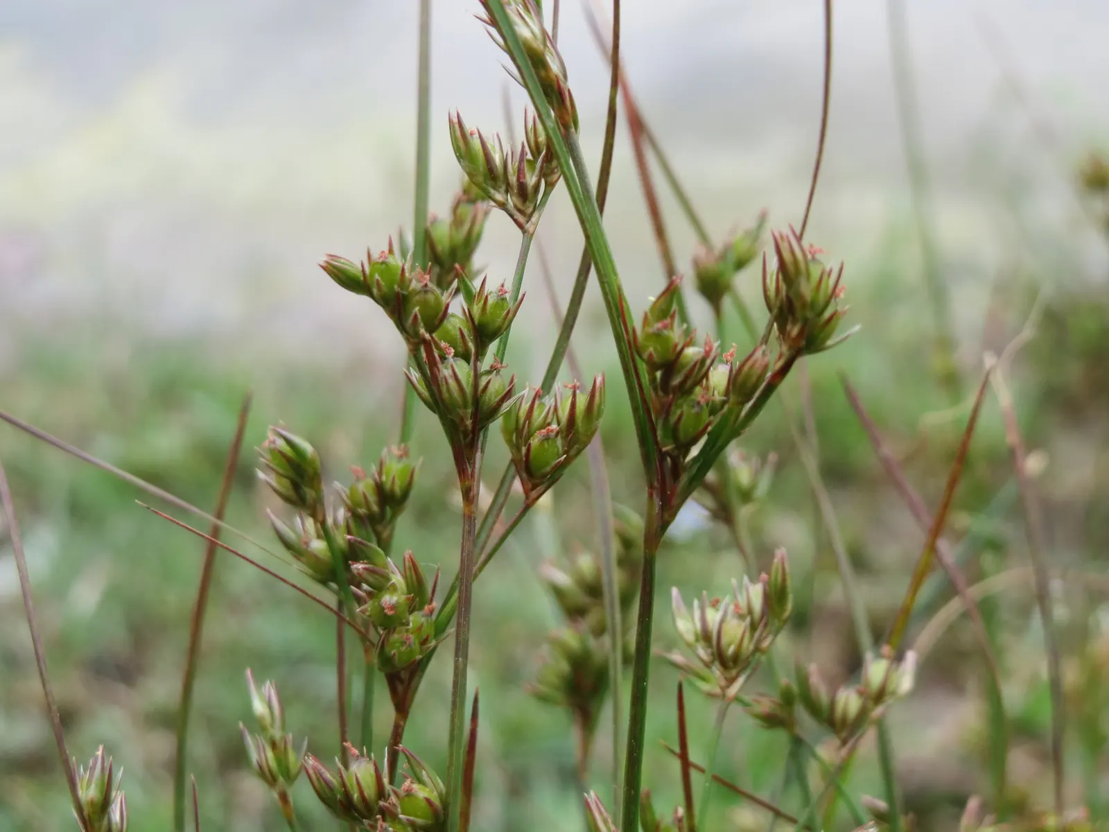 Poverty Rush (Juncus Tenuis) — Provides excellent erosion control and is low maintenance, ideal for naturalistic designs