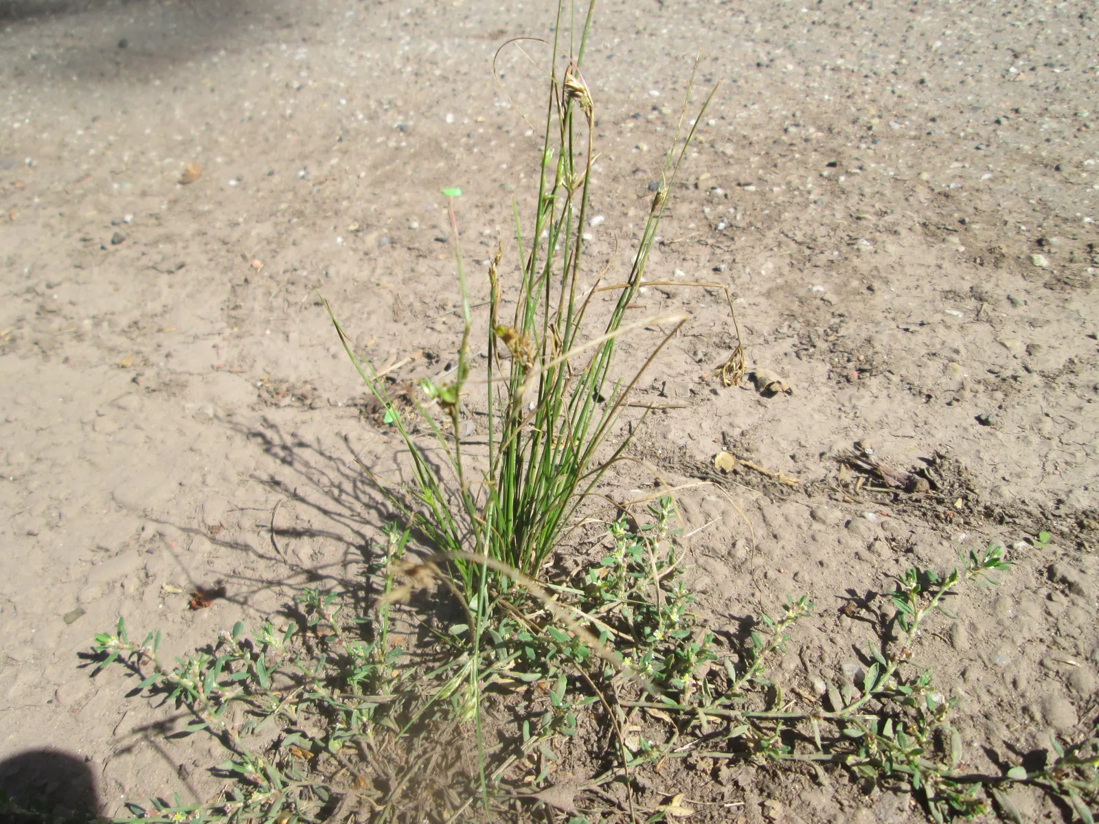 Poverty Rush (Juncus Tenuis) — yellow flowers in the garden; adding texture to garden edges