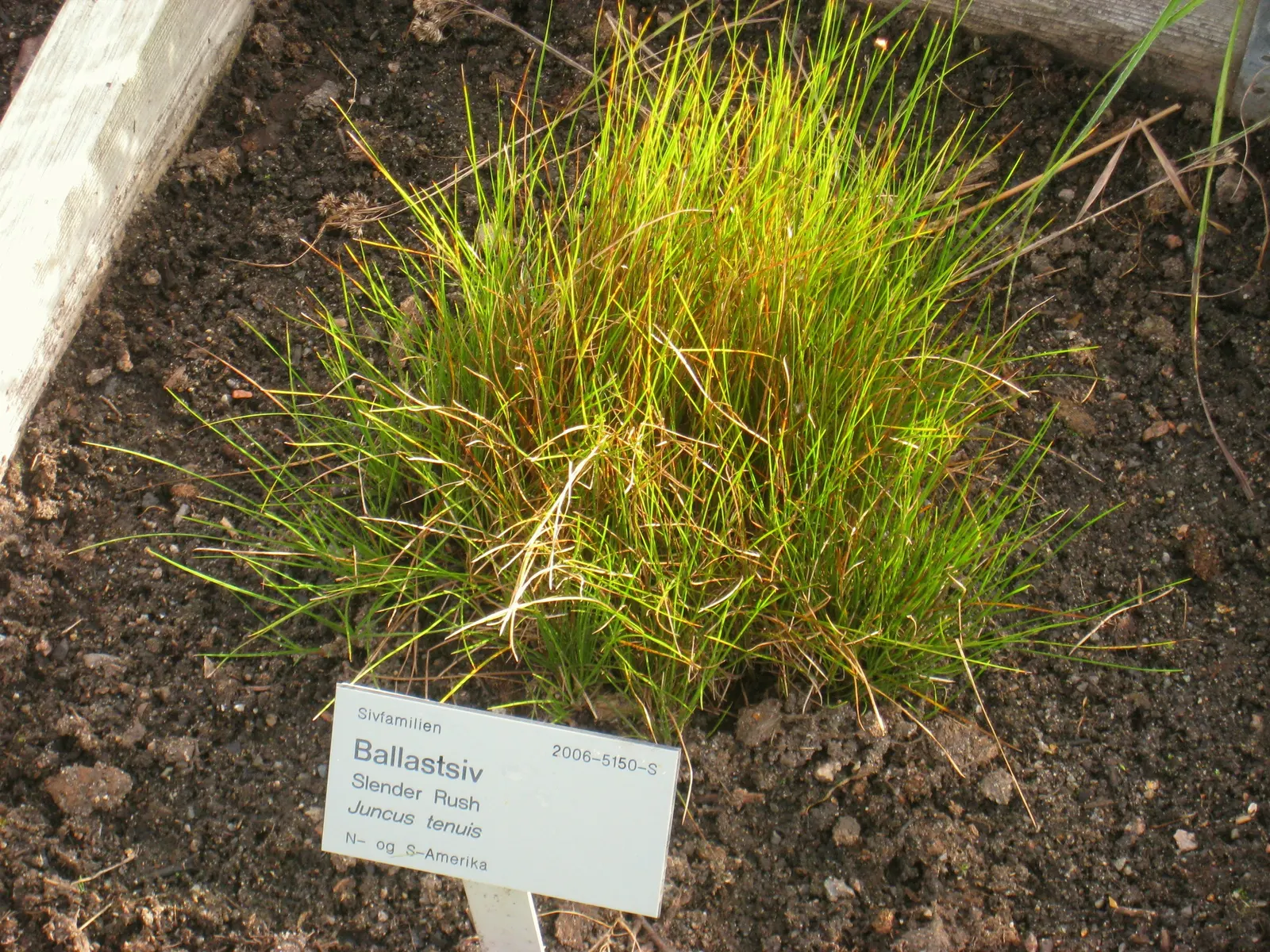Poverty Rush (Juncus Tenuis) — and aesthetic contribution to their garden; reducing the need for chemical interventions.<br><br>For visual interest