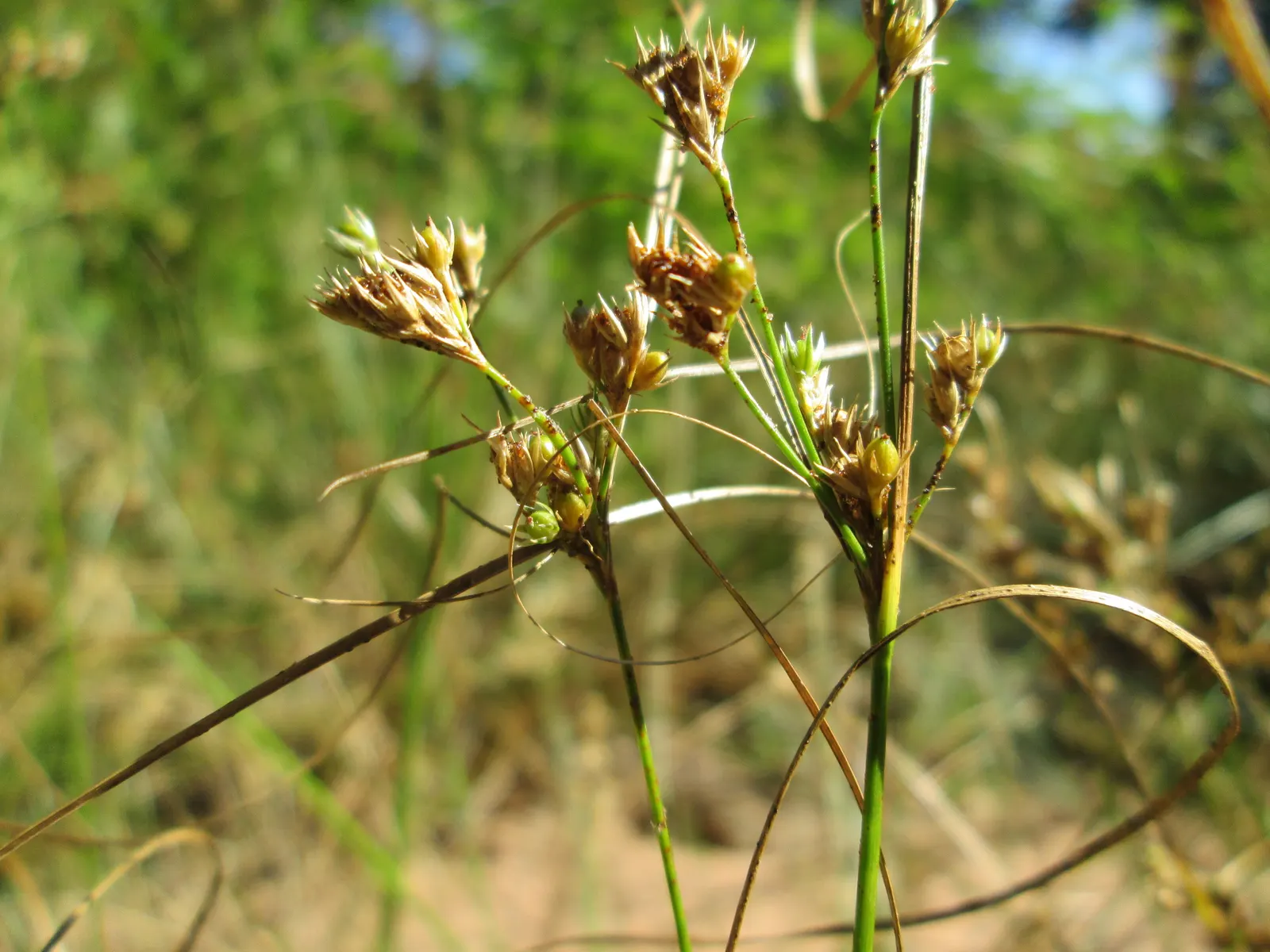 Poverty Rush (Juncus Tenuis) — making it a suitable choice for ground cover or for use in borders and rock gardens; it is essential to highlight, image 53