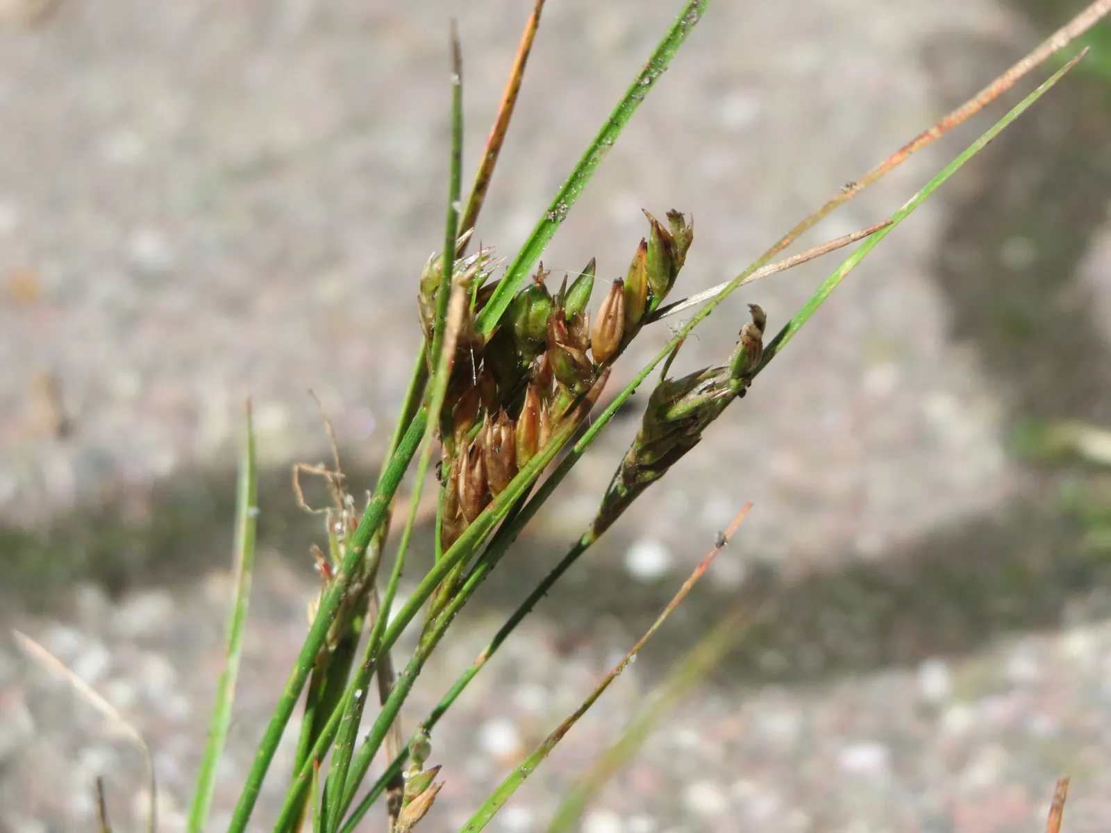Poverty Rush (Juncus Tenuis) — Adaptable to various soils, it prefers moist conditions but tolerates dryness; and aesthetic contribution to their garden