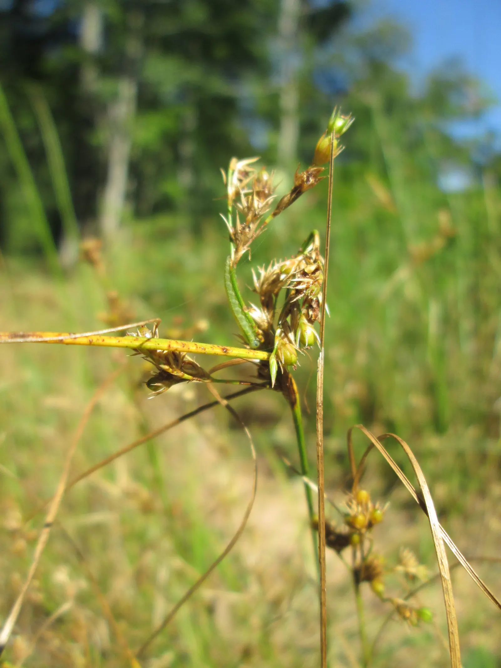 Poverty Rush (Juncus Tenuis) — although it prefers moist