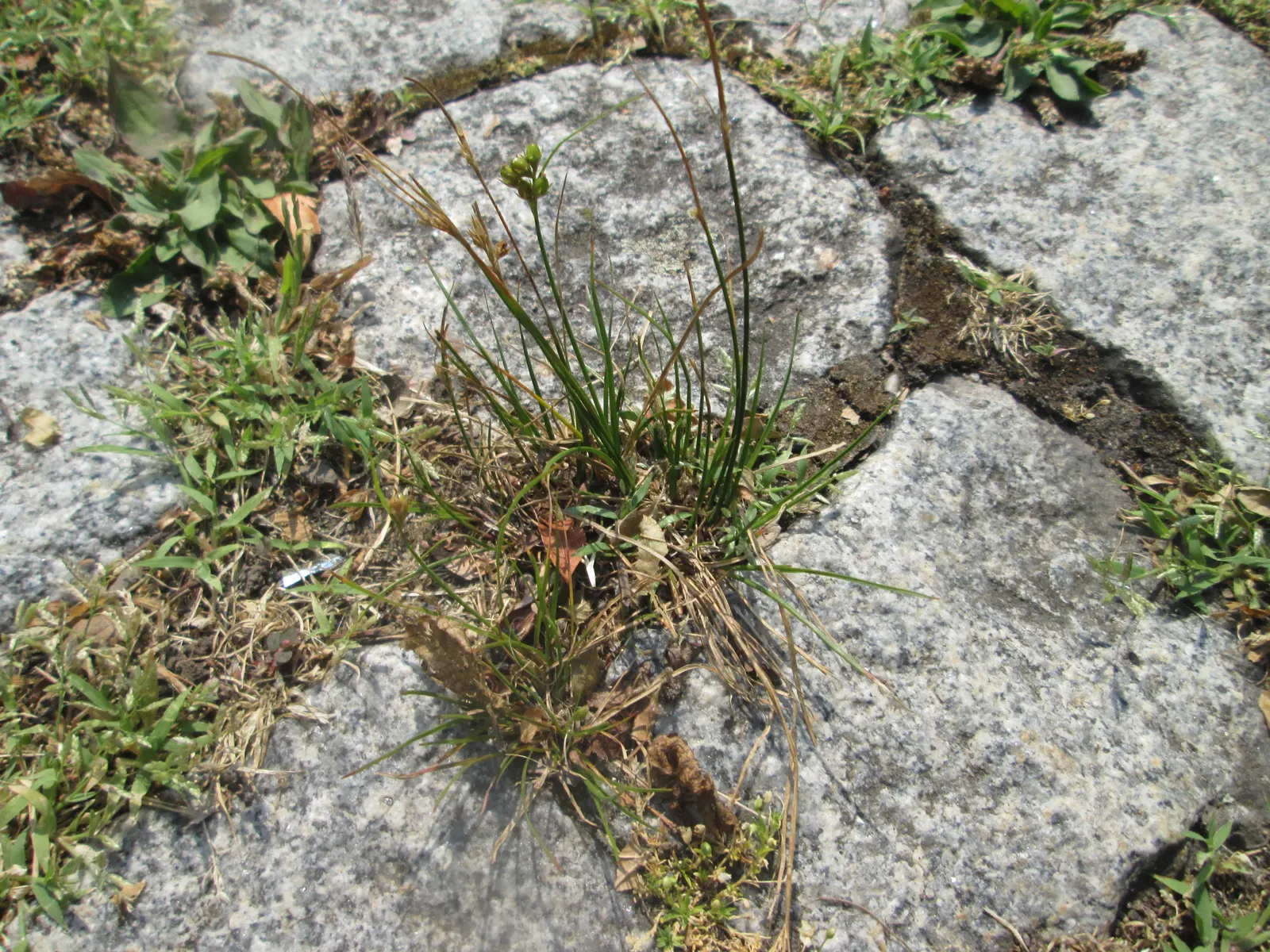 Poverty Rush (Juncus Tenuis) — adding texture to garden edges; although it prefers moist