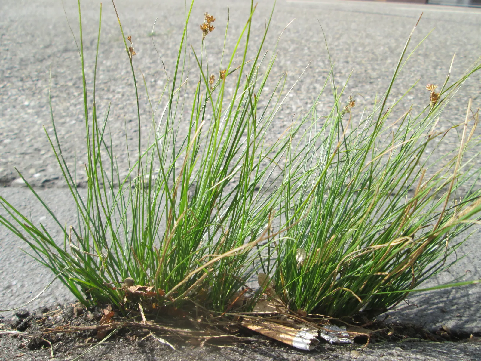 Poverty Rush (Juncus Tenuis) — Juncus tenuis, commonly known as Poverty Rush, is a hardy perennial grass-like plant