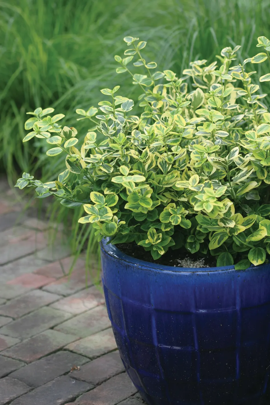 Gold Splash® Wintercreeper (Euonymus fortunei) — Proven Winners - Gold Splash® - Wintercreeper - Euonymus fortunei green plant details; low maintenance.