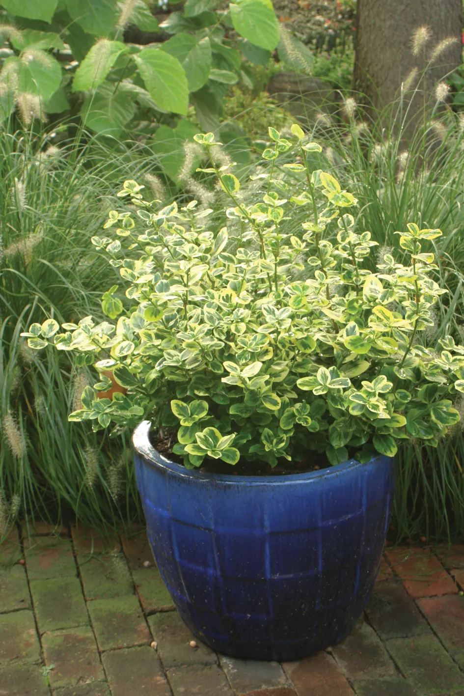 Gold Splash® Wintercreeper (Euonymus fortunei) — Proven Winners - Gold Splash® - Wintercreeper - Euonymus fortunei green plant details
