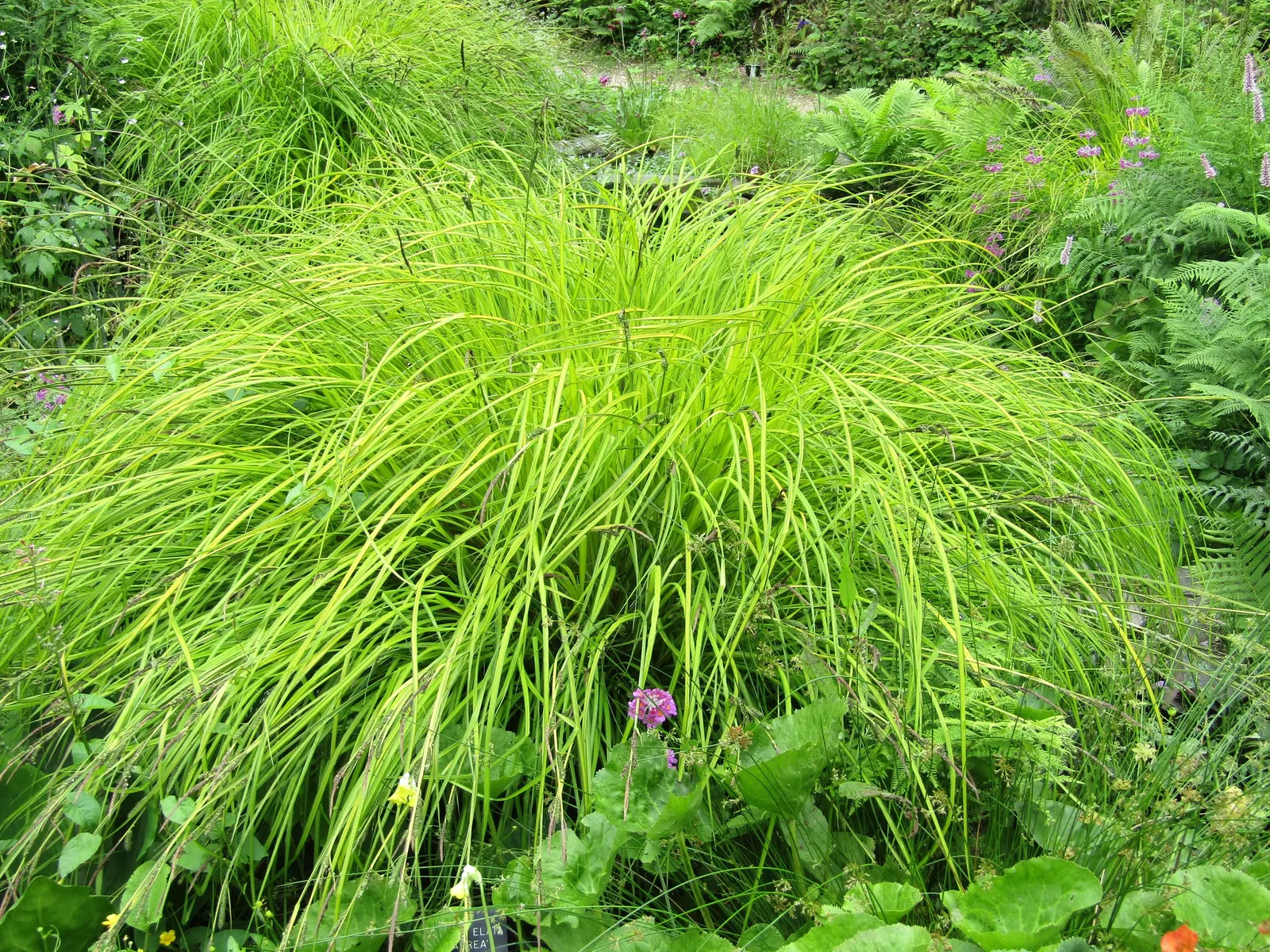 Bowles' Golden Sedge (Carex Elata 'Aurea') — It thrives in moist soil and partial shade, reaching up to 24 inches in height and spread