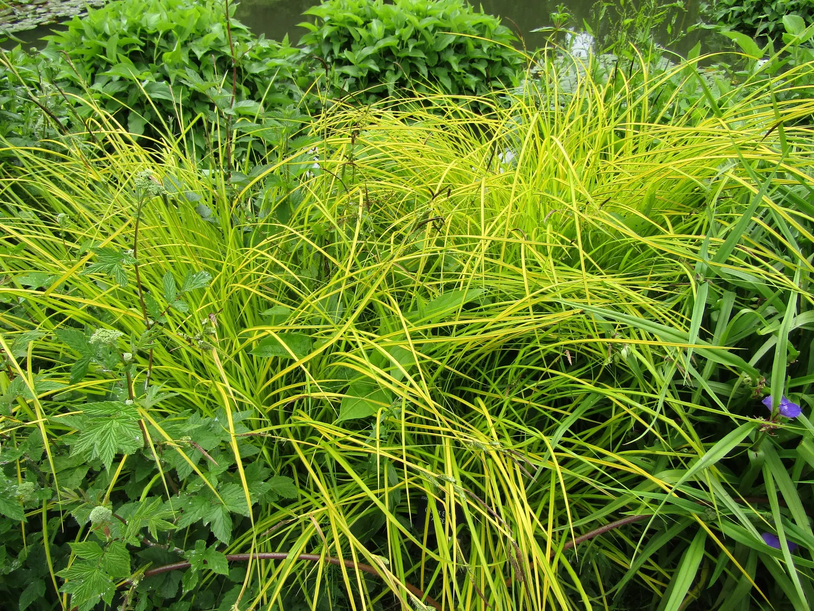 Bowles' Golden Sedge (Carex Elata 'Aurea') — It's also low-maintenance, providing year-round interest