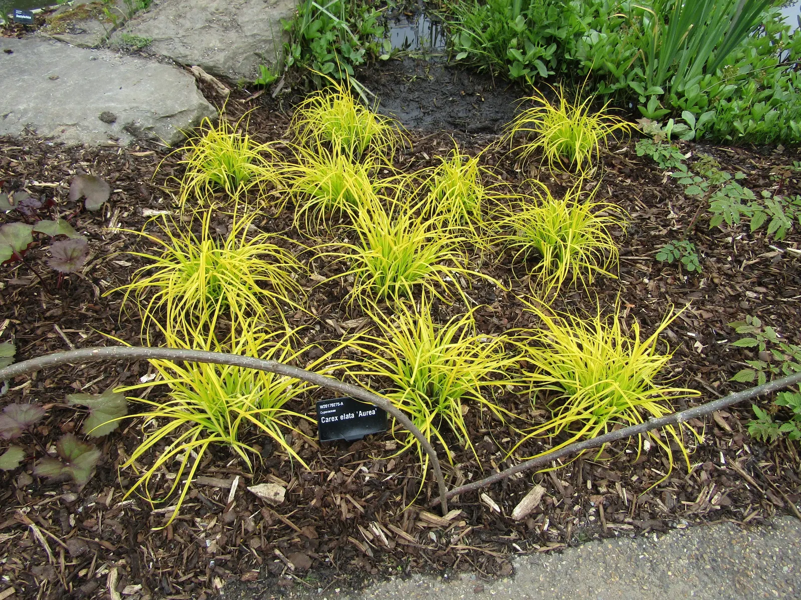 Bowles' Golden Sedge (Carex Elata 'Aurea') — This perennial provides excellent color contrast in borders, water features, and woodland settings
