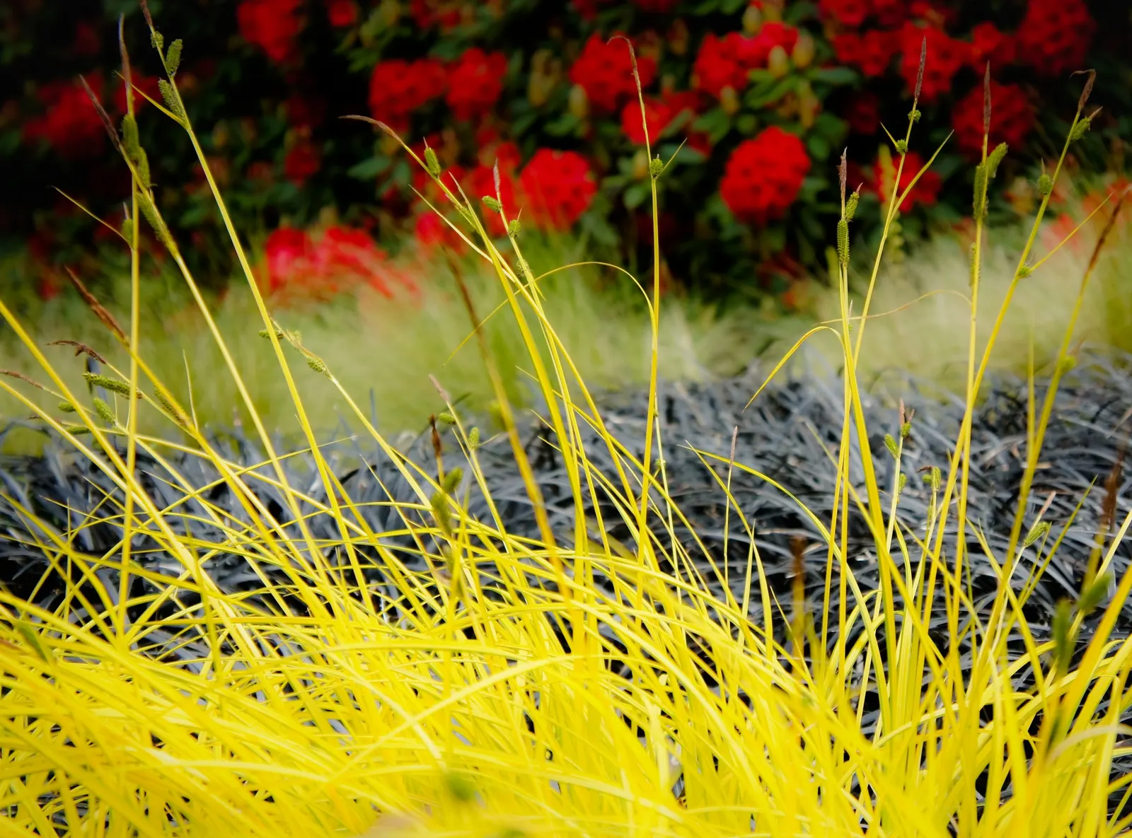 Bowles' Golden Sedge (Carex Elata 'Aurea') — is a striking ornamental grass with vibrant yellow-green