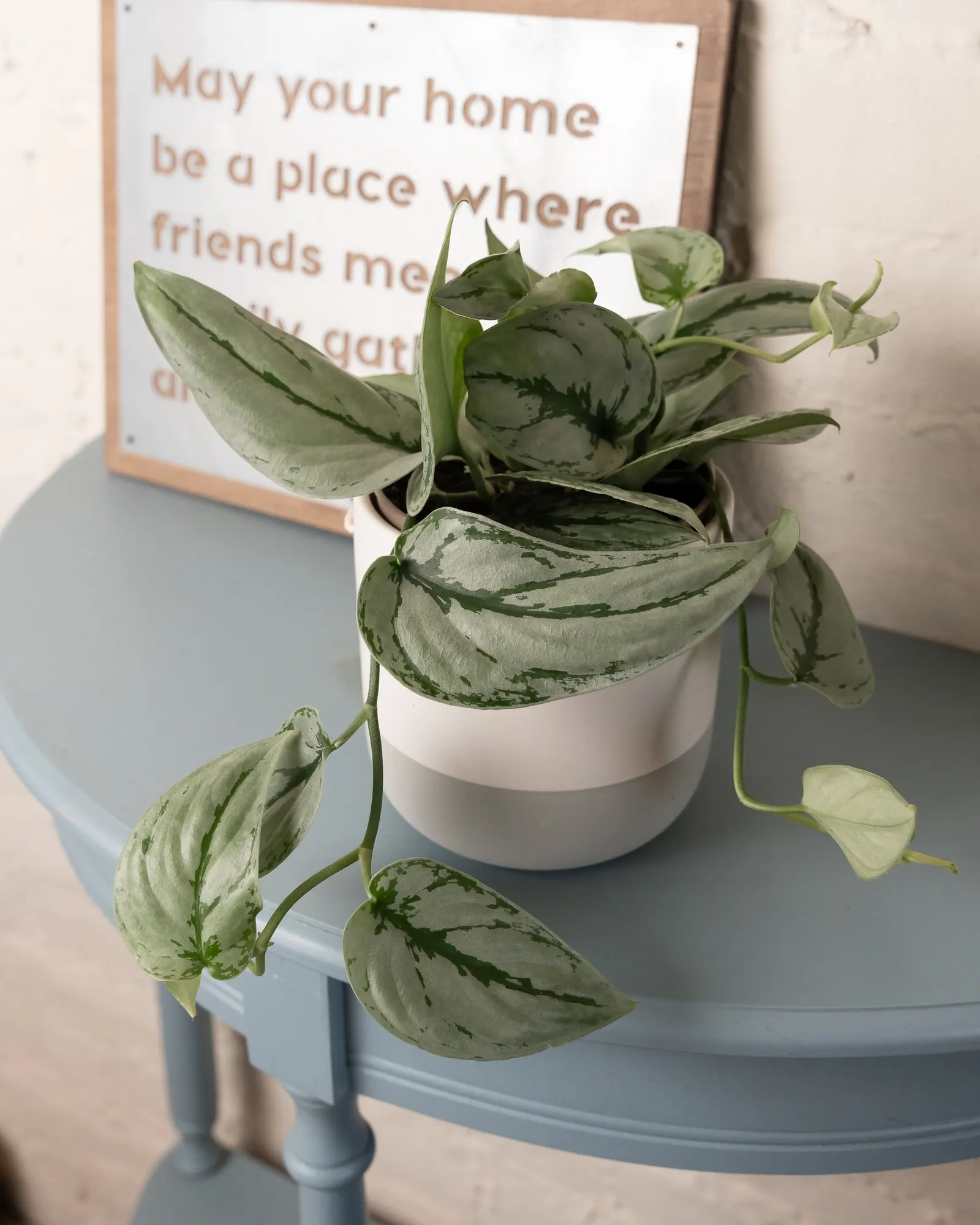 Kalimantan Satin Pothos (Scindapsus x) — The Scindapsus x 'Kalimantan' is a trailing houseplant with waxy