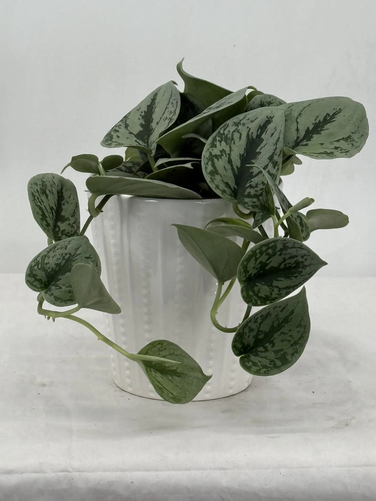 Kalimantan Satin Pothos (Scindapsus x) — ovate leaves in mint green