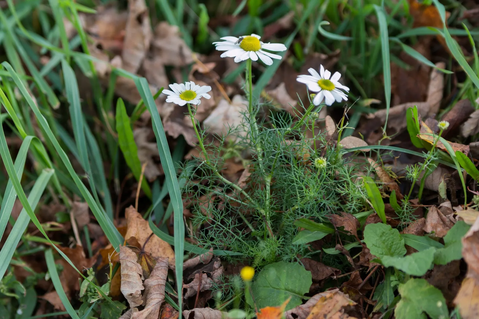 Chamomile (Matricaria Recutita) — Plant in borders or as a fragrant ground cover