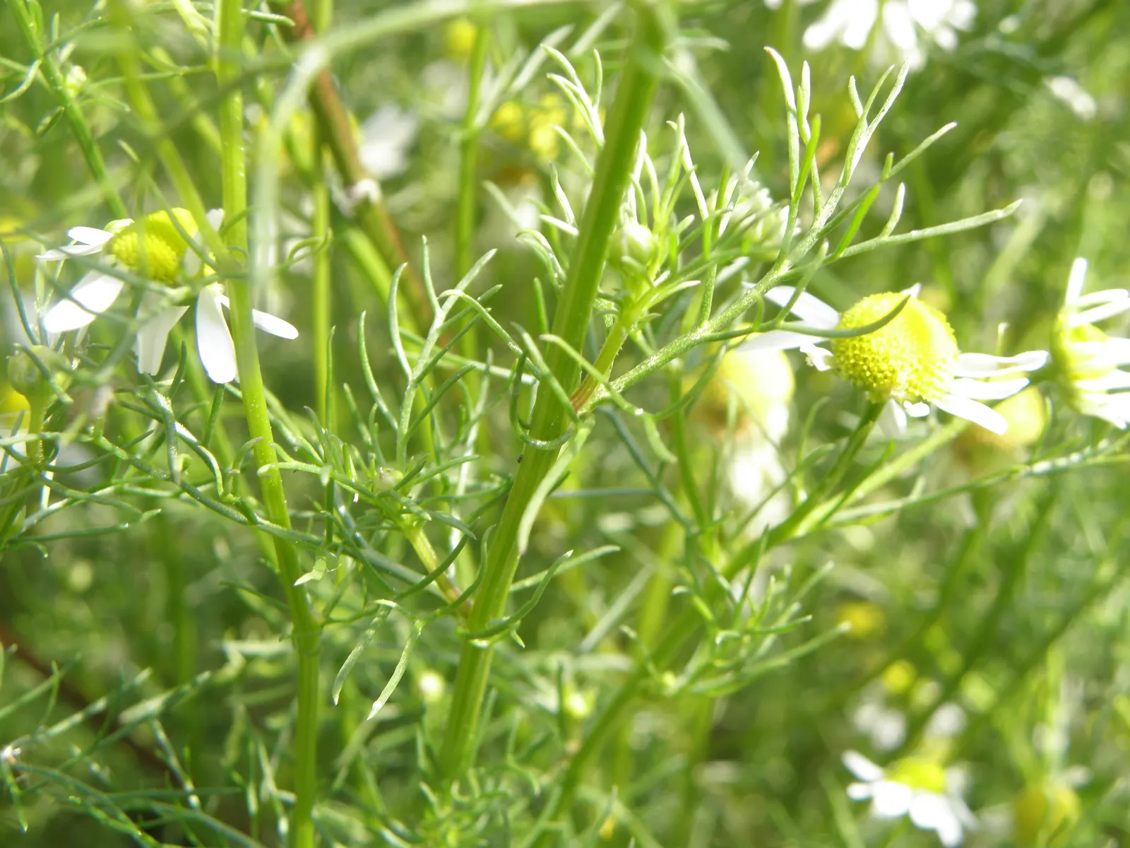 Chamomile (Matricaria Recutita) — Growing typically to a height of about 8 to 24 inches