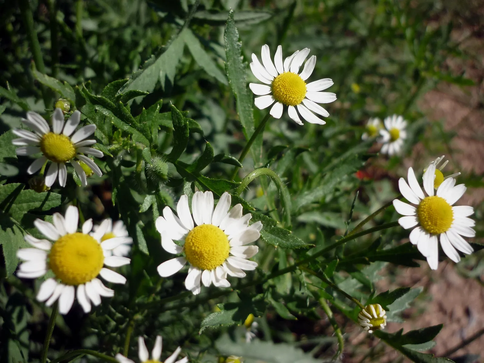 Chamomile (Matricaria Recutita) — feathery foliage and branching stems topped with solitary flower heads
