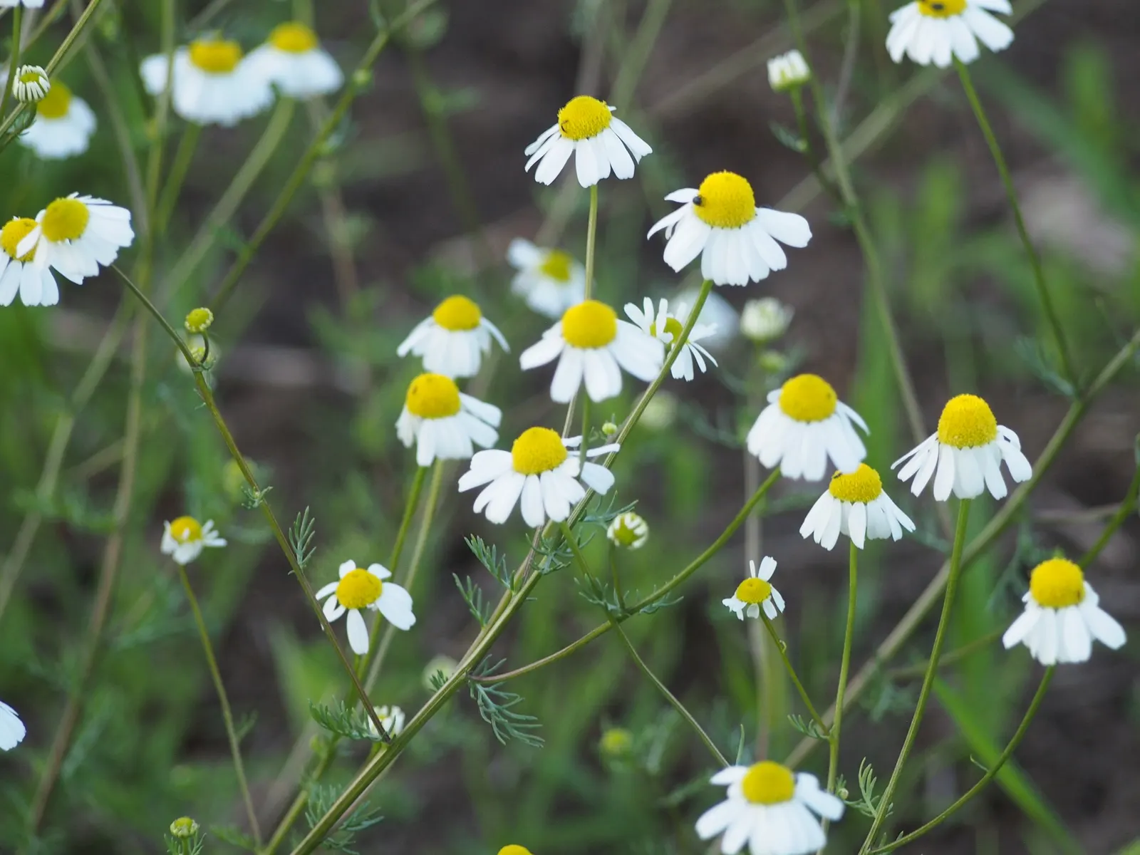 Chamomile (Matricaria Recutita) — is an herbaceous perennial prized for its daisy-like white flowers with sunny yellow centers