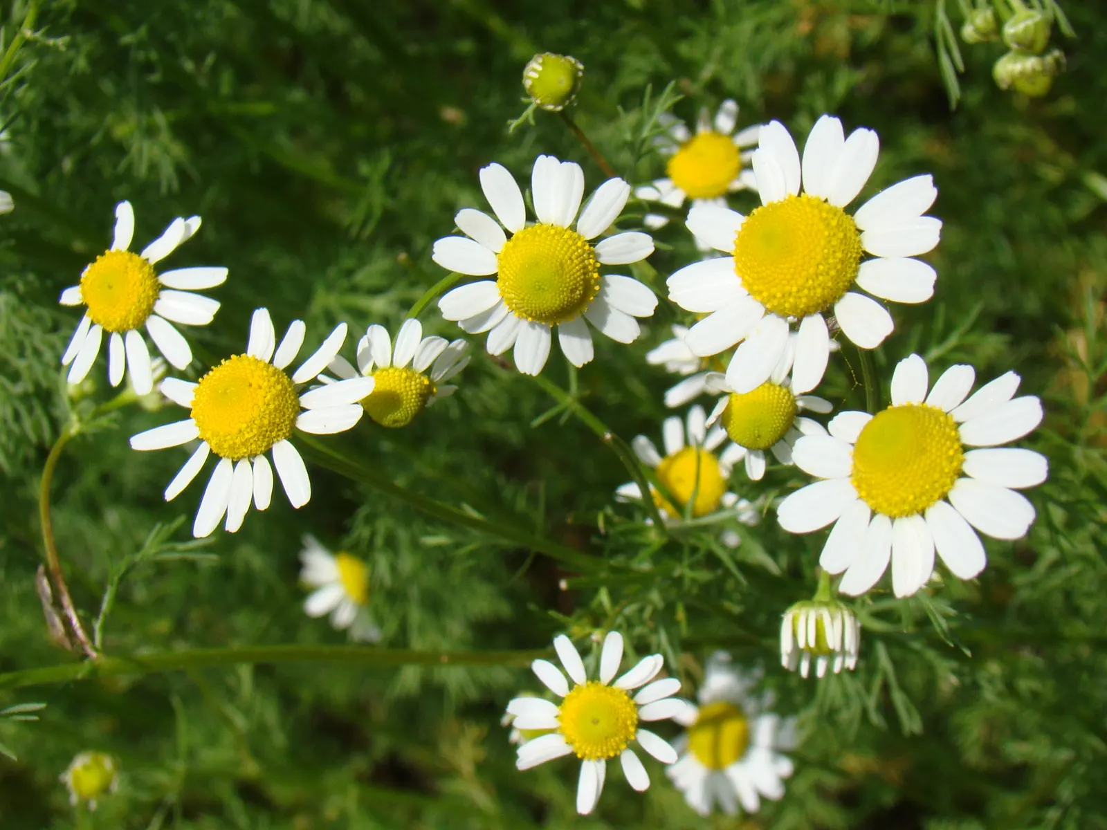 Chamomile (Matricaria Recutita) — daisy-like perennial herb that offers both aesthetic appeal and functionality to any landscape design