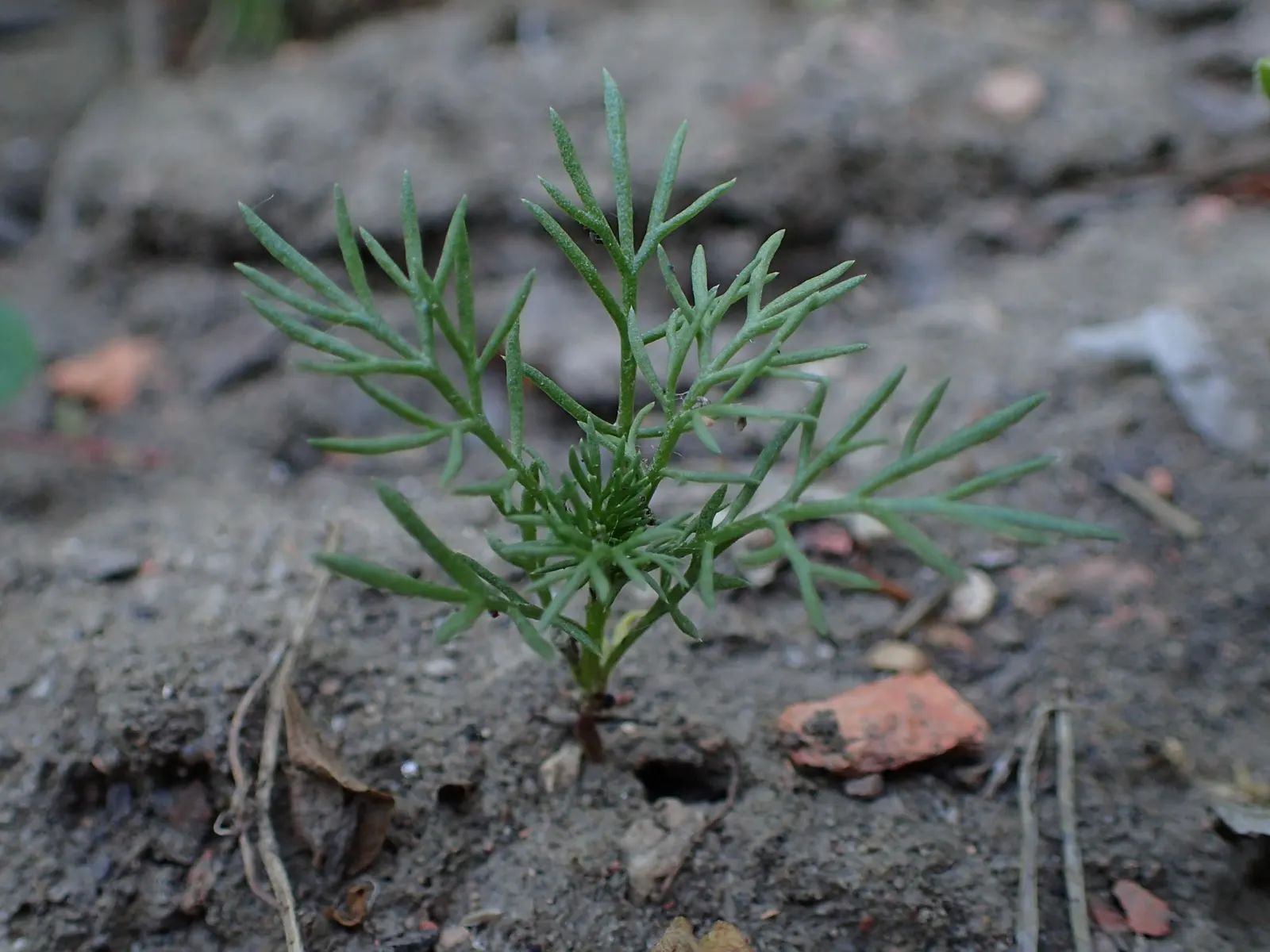 Chamomile (Matricaria Recutita) — Ideal for zone 5-9, chamomile offers aromatic foliage and blooms used for teas