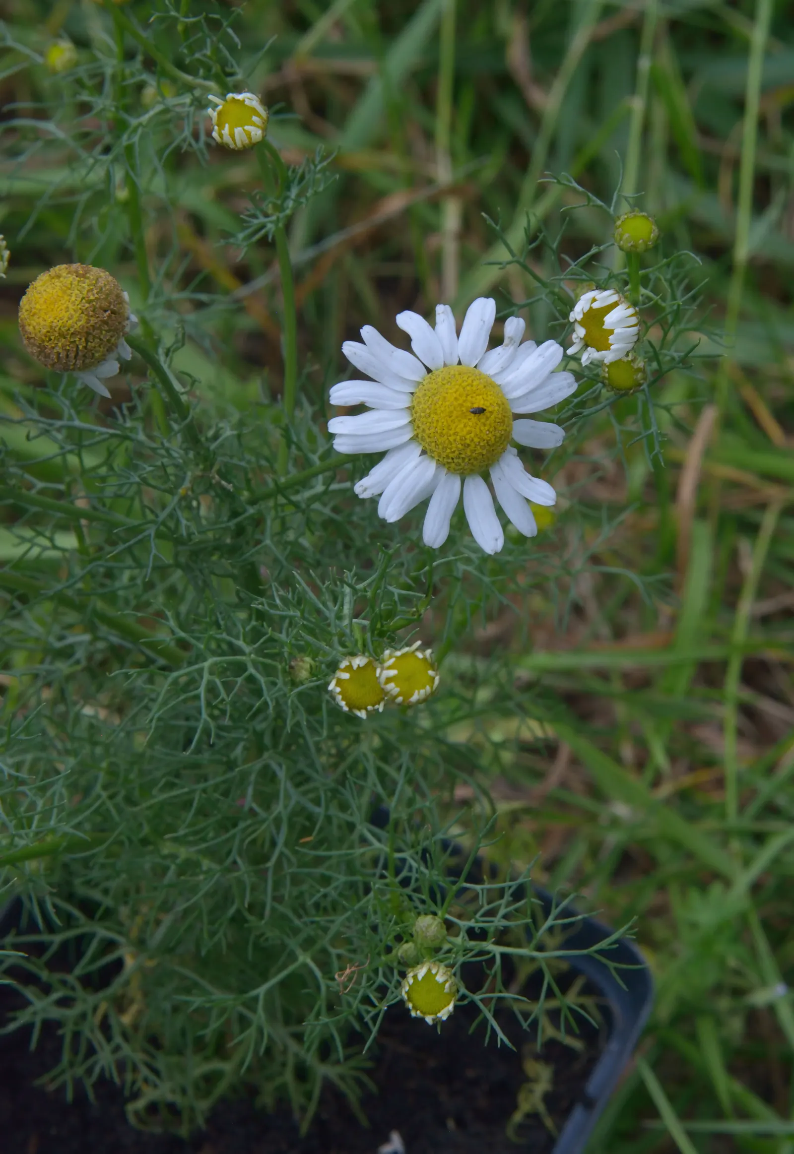 Chamomile (Matricaria Recutita) — Prefers well-drained soil; drought-tolerant once established