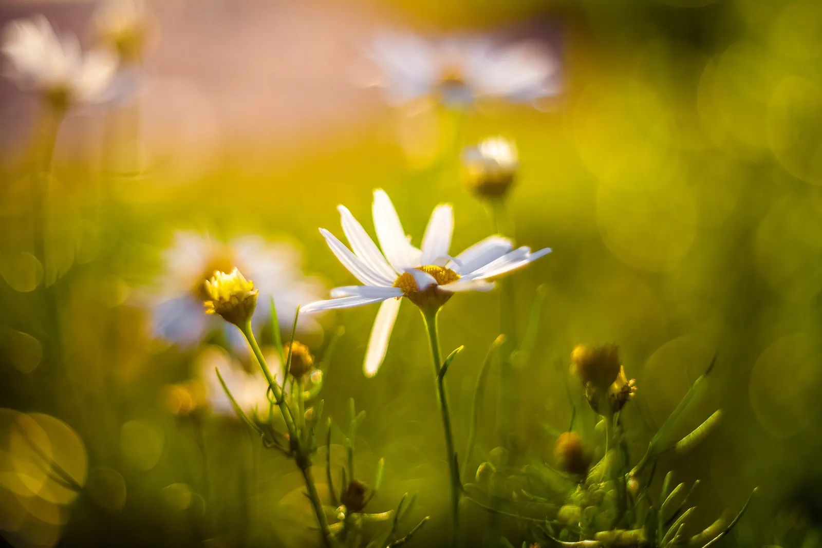 Chamomile (Matricaria Recutita) — It reaches up to 24 inches tall and 12 inches wide, thriving in full sun to part shade