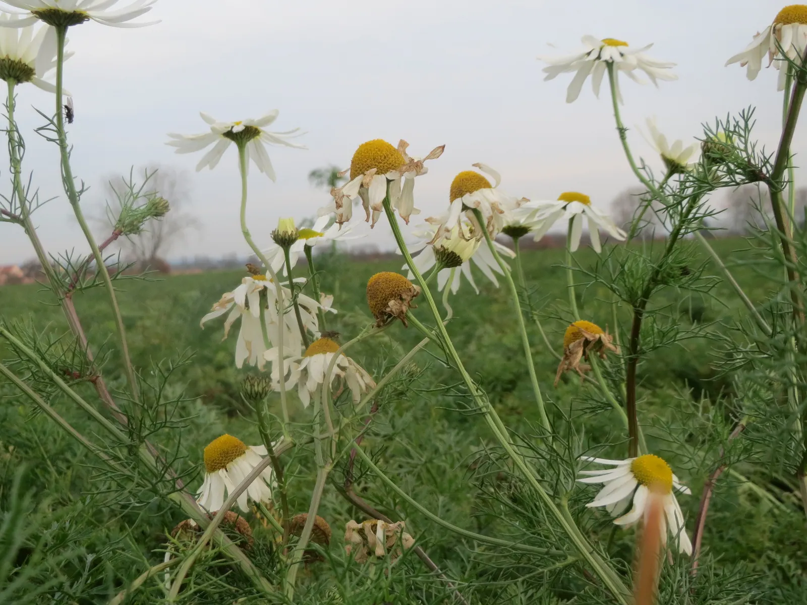 Chamomile (Matricaria Recutita) — scientifically known as Matricaria recutita