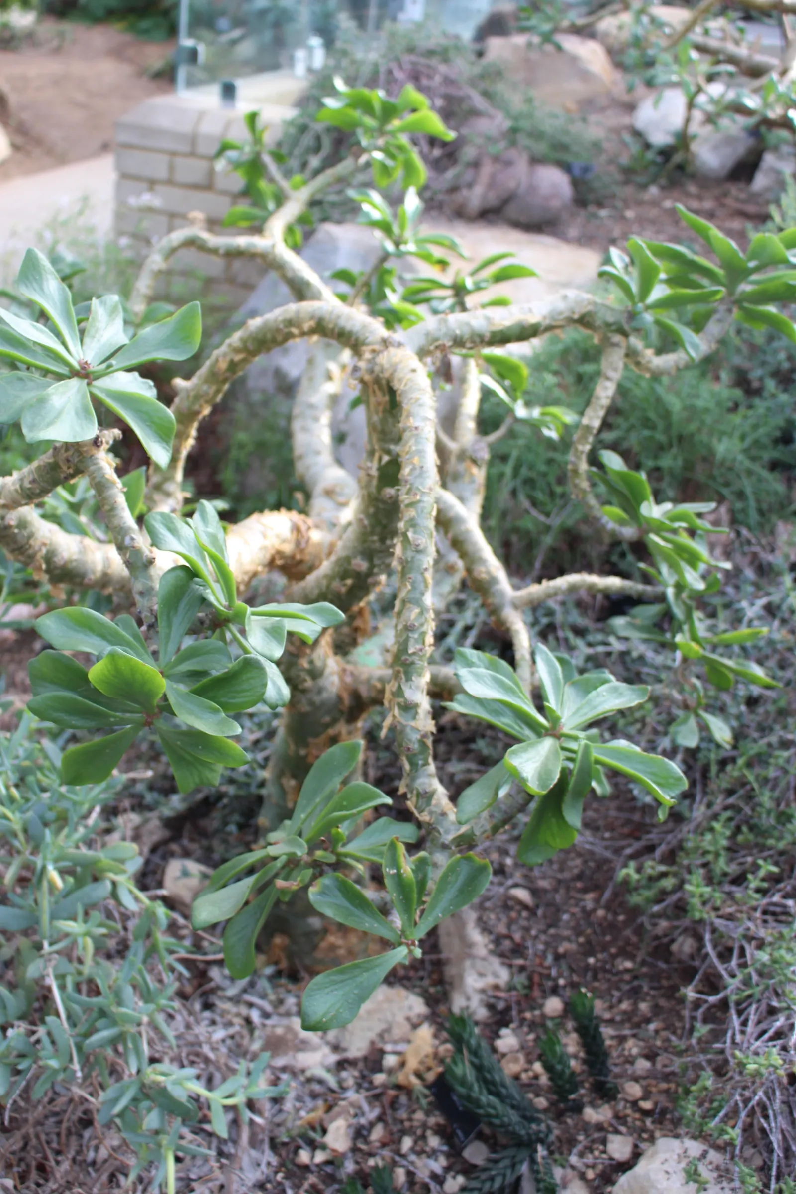 Parasol Aeonium (Aeonium Urbicum) — Its watering needs are modest