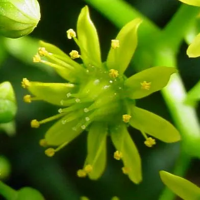 Parasol Aeonium (Aeonium Urbicum) — With minimal water needs, it's perfect for xeriscaping