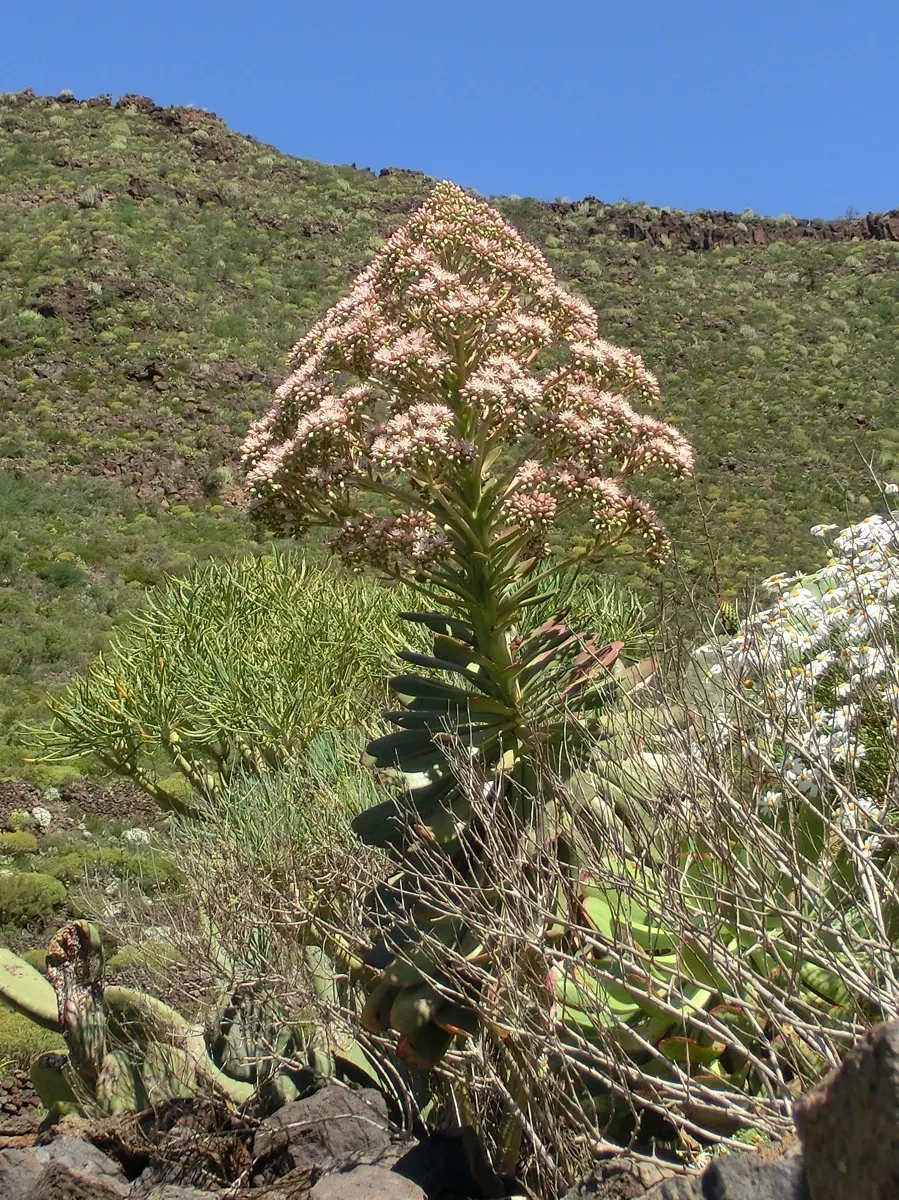 Parasol Aeonium (Aeonium Urbicum) — resembling green parasols; verdant saucer-shaped leaves