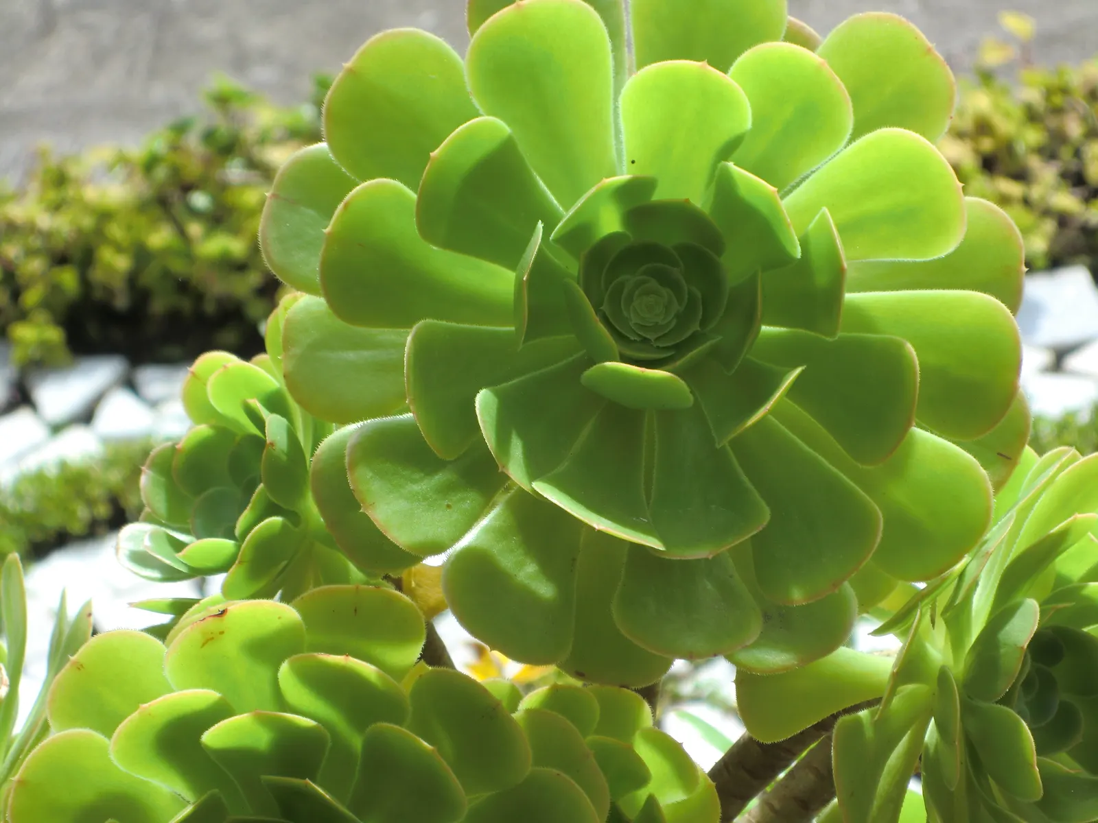Parasol Aeonium (Aeonium Urbicum) — verdant saucer-shaped leaves