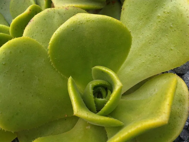 Parasol Aeonium (Aeonium Urbicum) — pale-pink to white blossoms