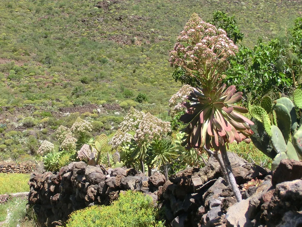 Parasol Aeonium (Aeonium Urbicum) — Its stems can reach 2-3 feet tall, adding vertical interest; this succulent thrives in USDA zones 9-11 and prefers partial