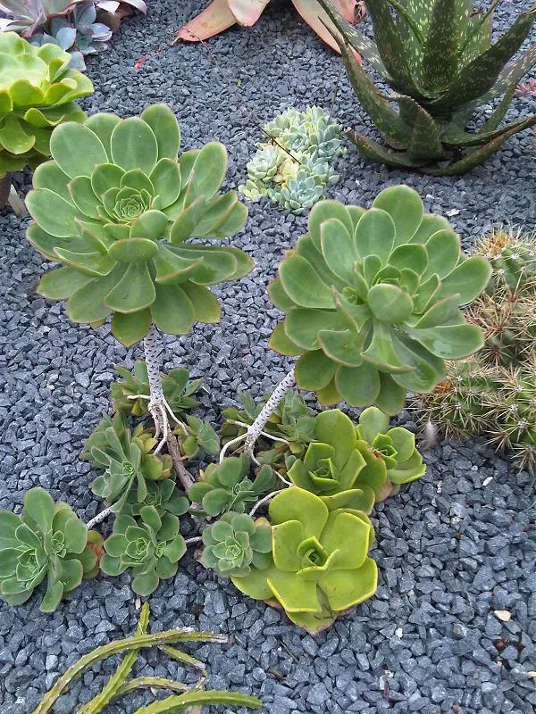Parasol Aeonium (Aeonium Urbicum) — the Parasol Aeonium sends out tall