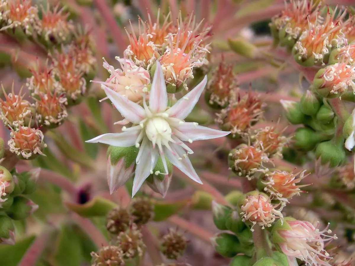 Parasol Aeonium (Aeonium Urbicum) — This succulent thrives in USDA zones 9-11 and prefers partial shade; demanding a well-drained soil medium to avoid root rot