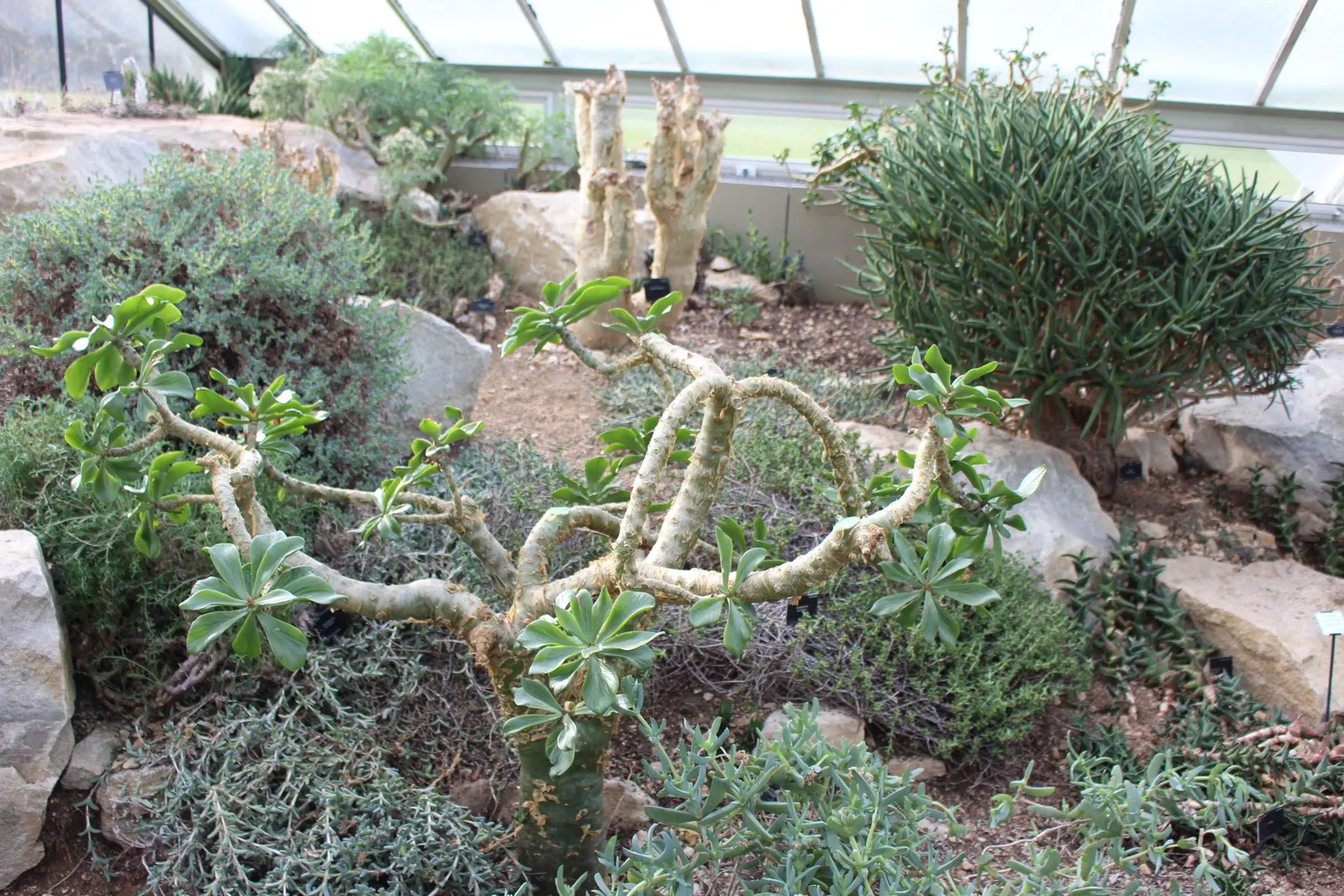 Parasol Aeonium (Aeonium Urbicum) — with mature rosettes routinely achieving a diameter of up to 18 inches