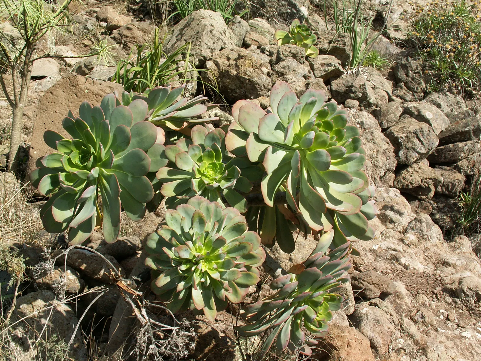 Parasol Aeonium (Aeonium Urbicum) — Blooms emerge in spring, with yellow flowers attracting pollinators; this plant is a robust rosette-former