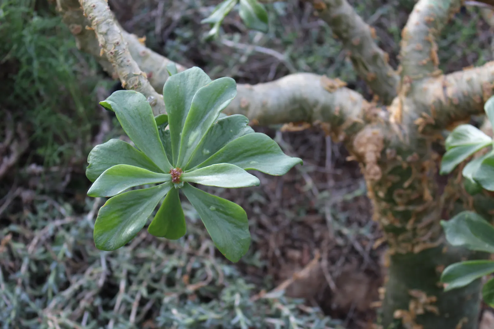 Parasol Aeonium (Aeonium Urbicum) — When designing a garden space with the Parasol Aeonium