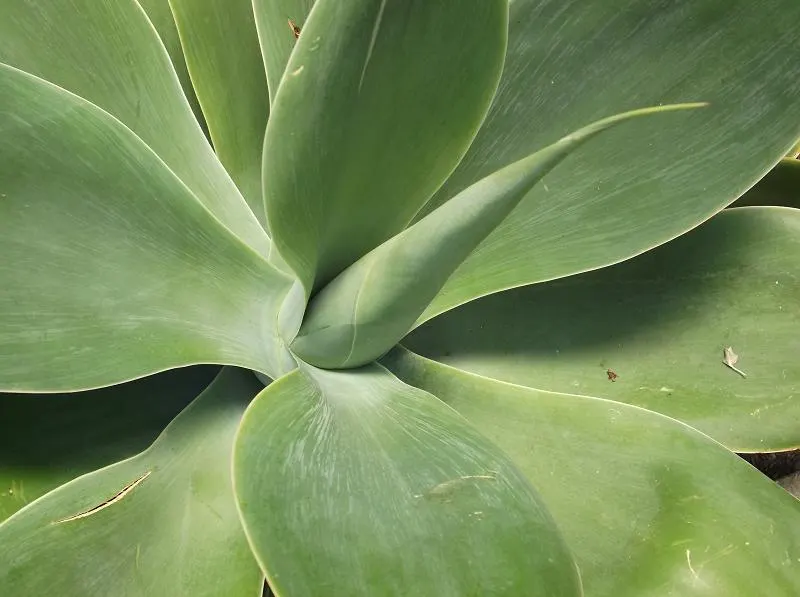 Parasol Aeonium (Aeonium Urbicum) — Space plants approximately 2 feet apart for optimal growth and airflow